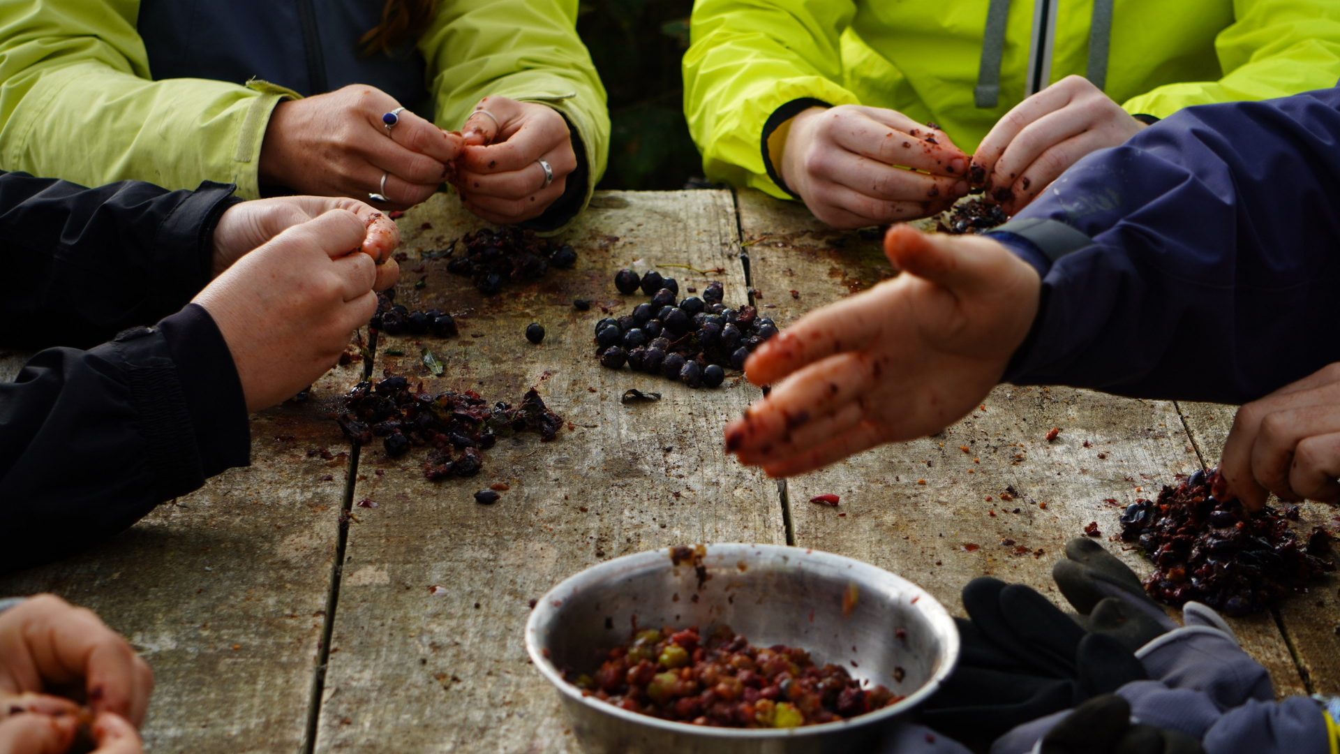 Volunteer Day  - Seed Collecting