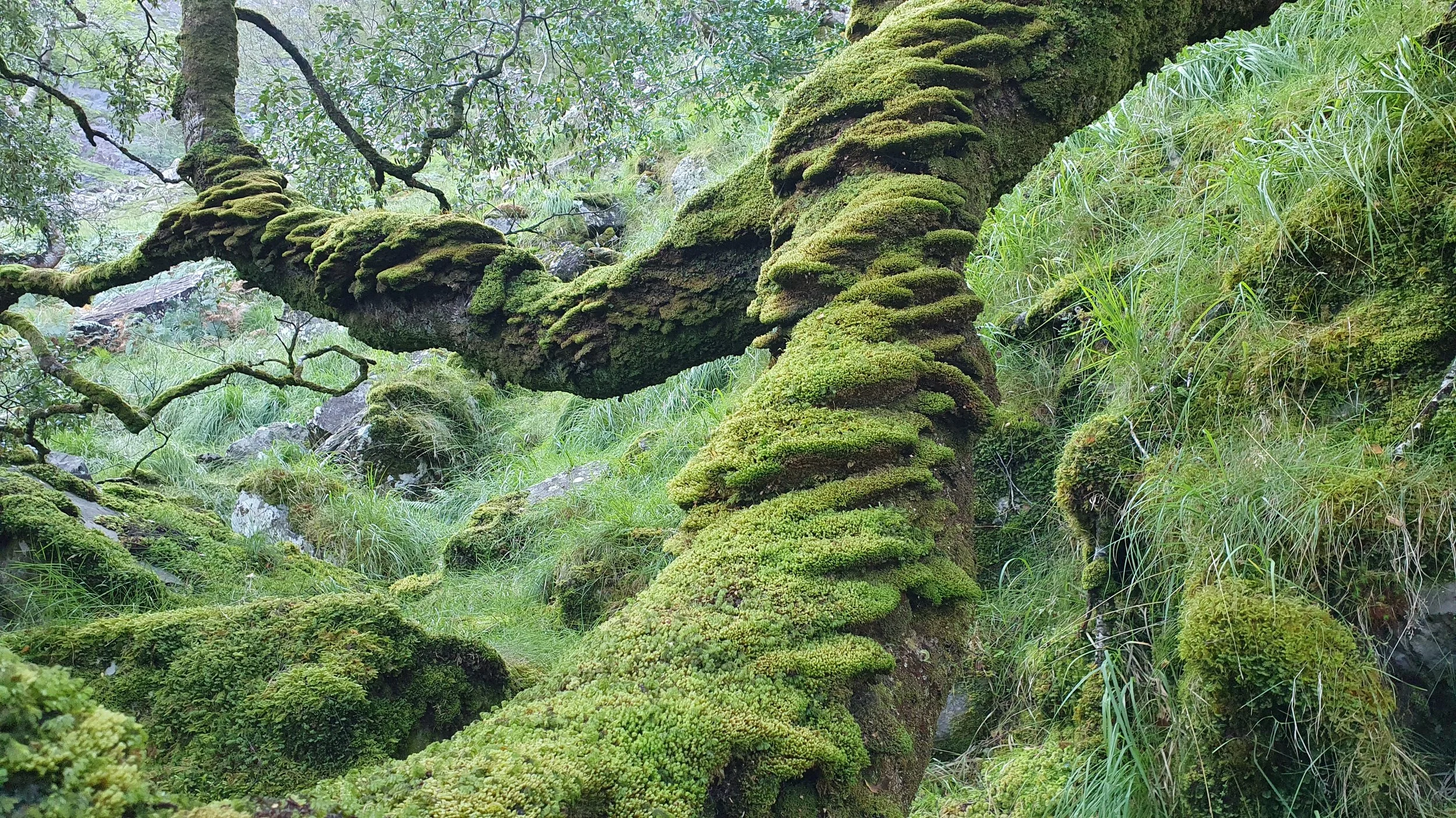 Upland Woodland Walk, Coomasaharn, Glenbeigh, Co Kerry