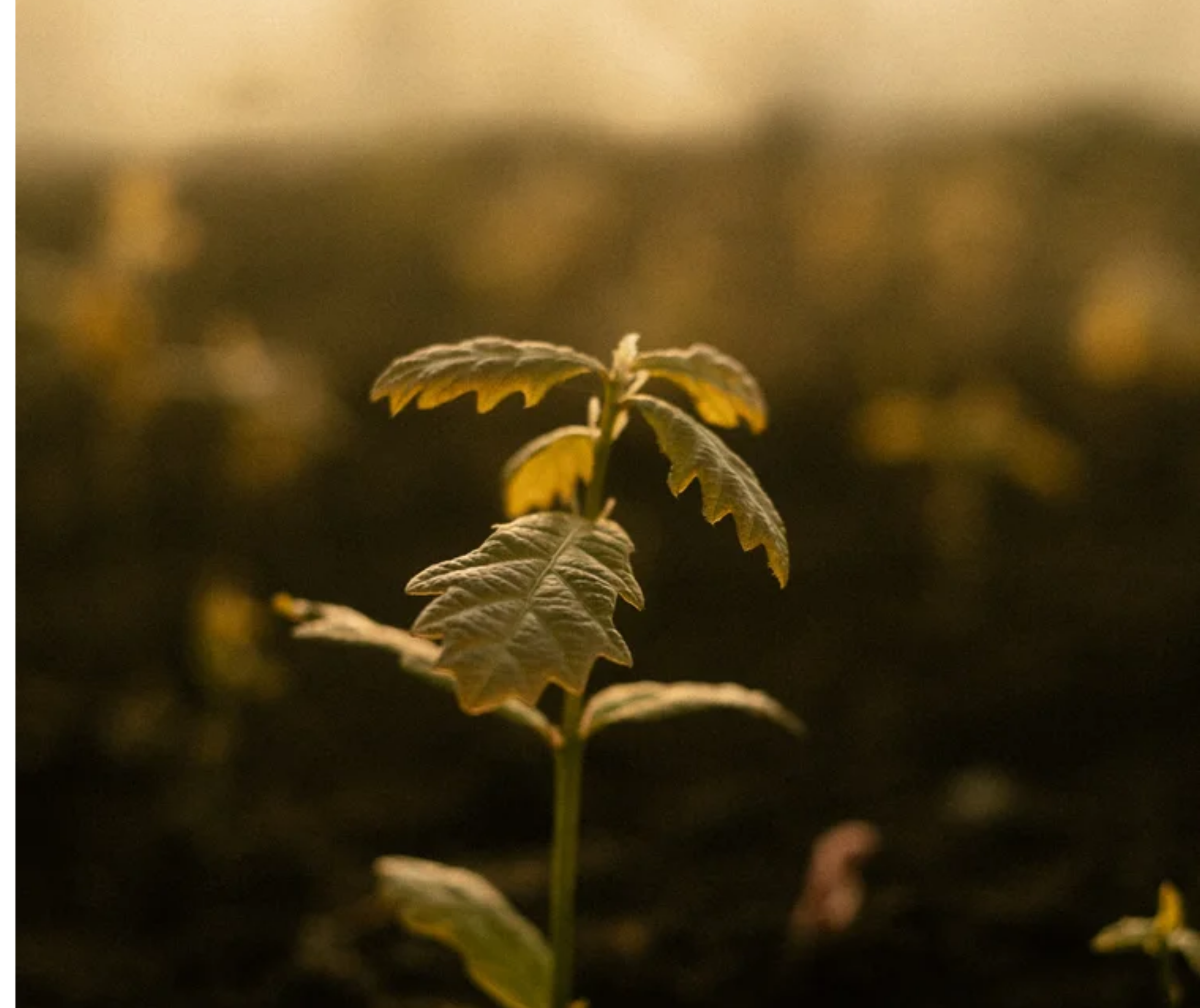  Native Tree Nursery Network.