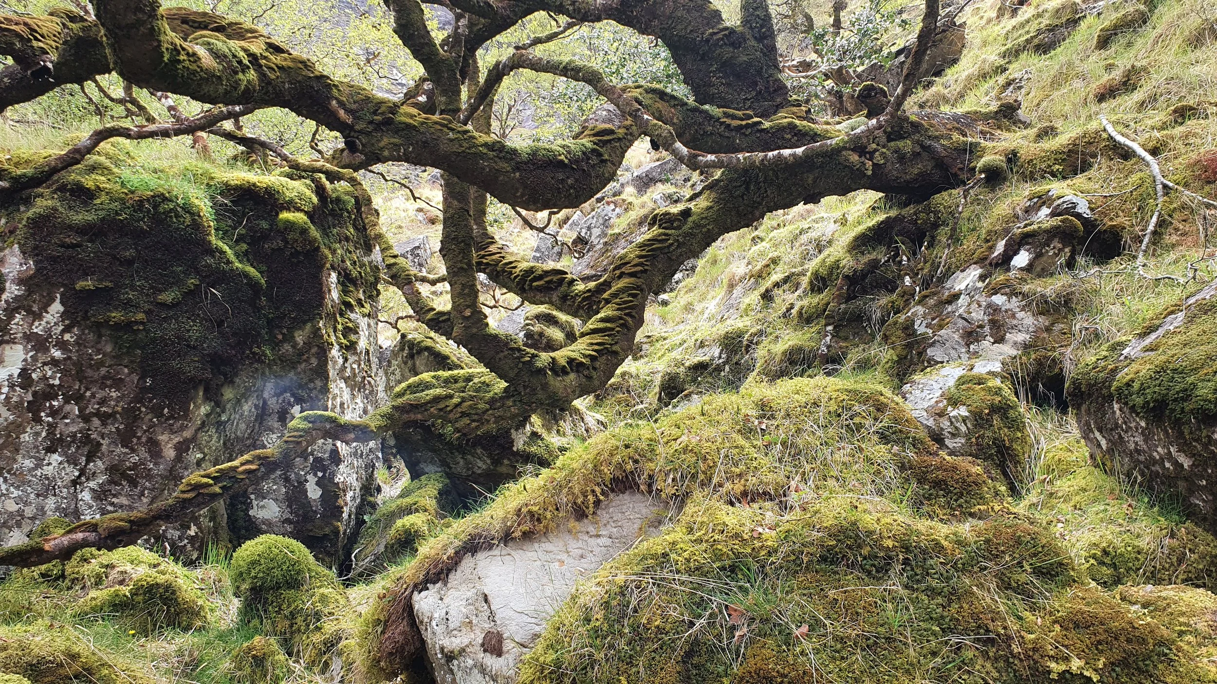 Upland forests.jpg
