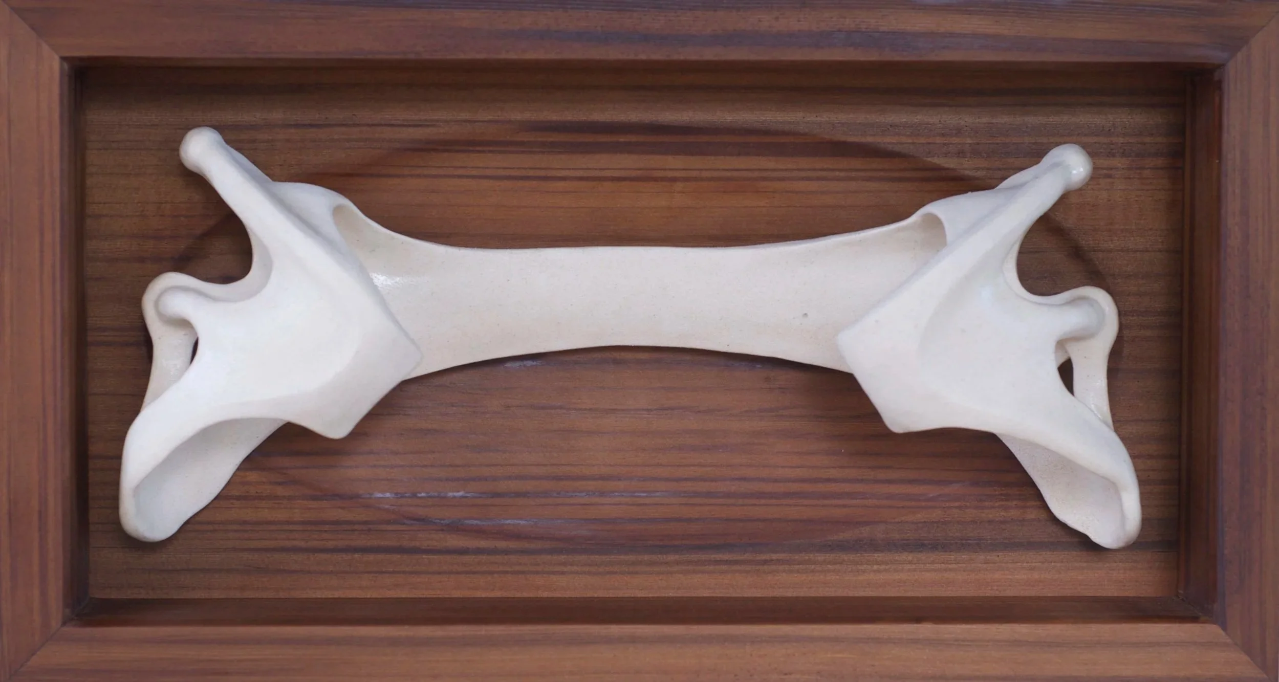 Pelvic Girdle, Big Skate
ceramic, cedar
22"x 11"
Sold