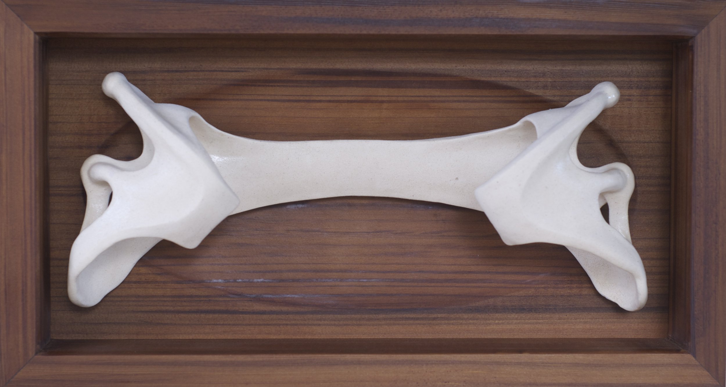 Pelvic Girdle, Big Skate
ceramic, cedar
22"x 11"
$1200