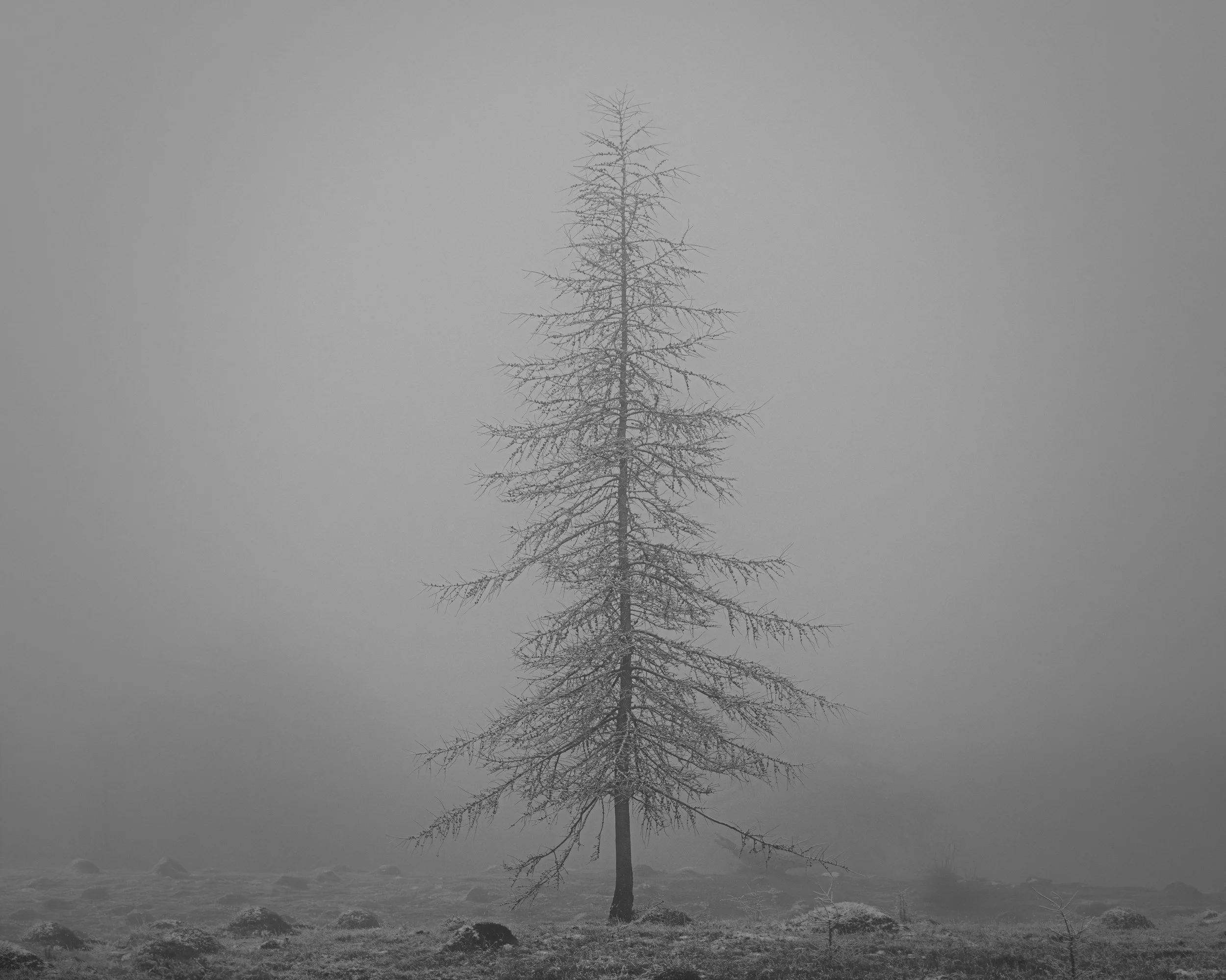 Larch-13.jpg