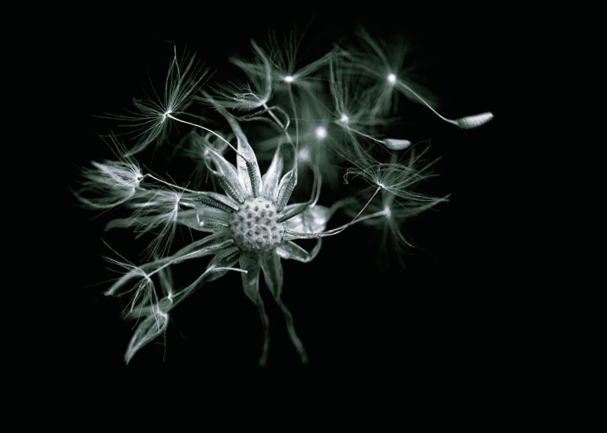 Dandelions