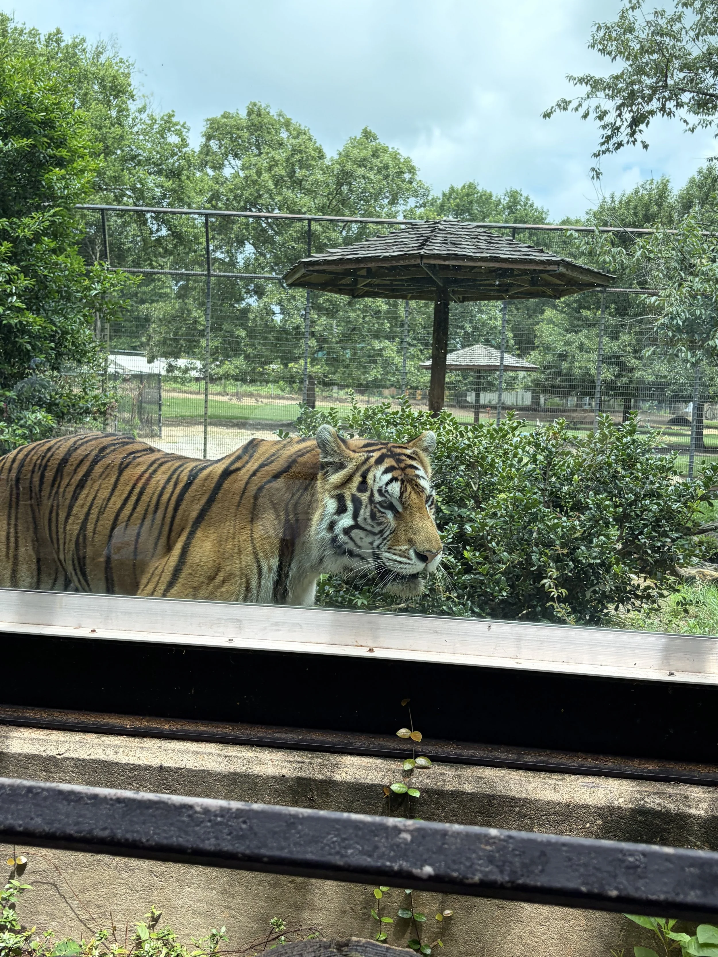 zoo 1.jpeg