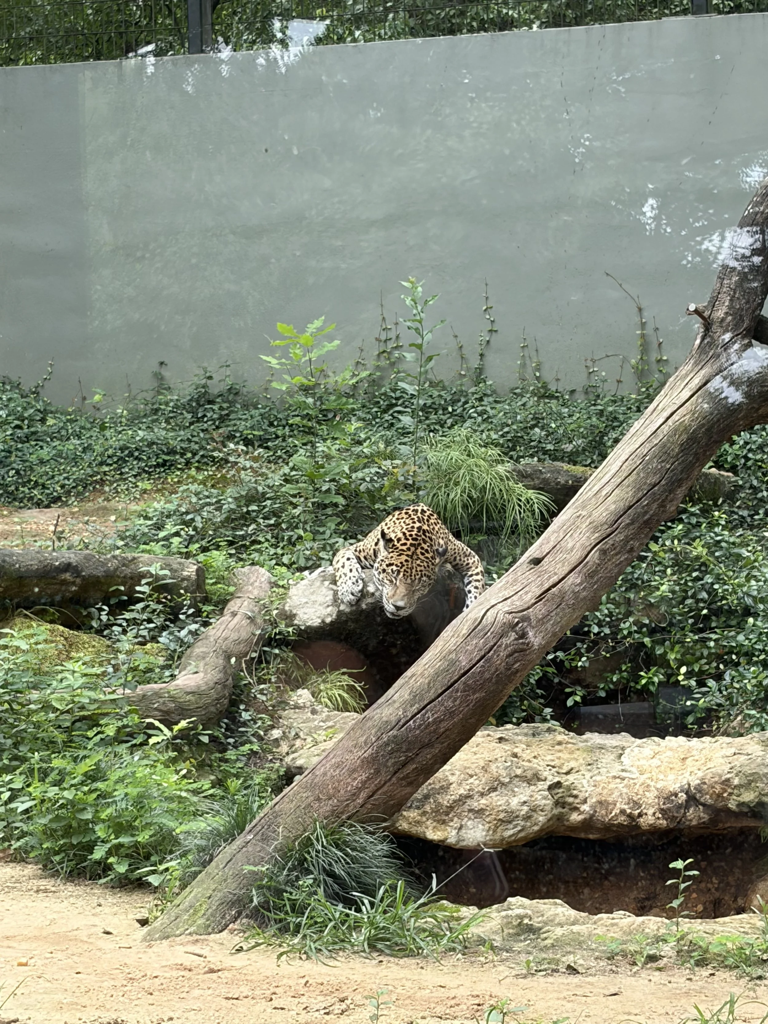 zoo 3.jpeg