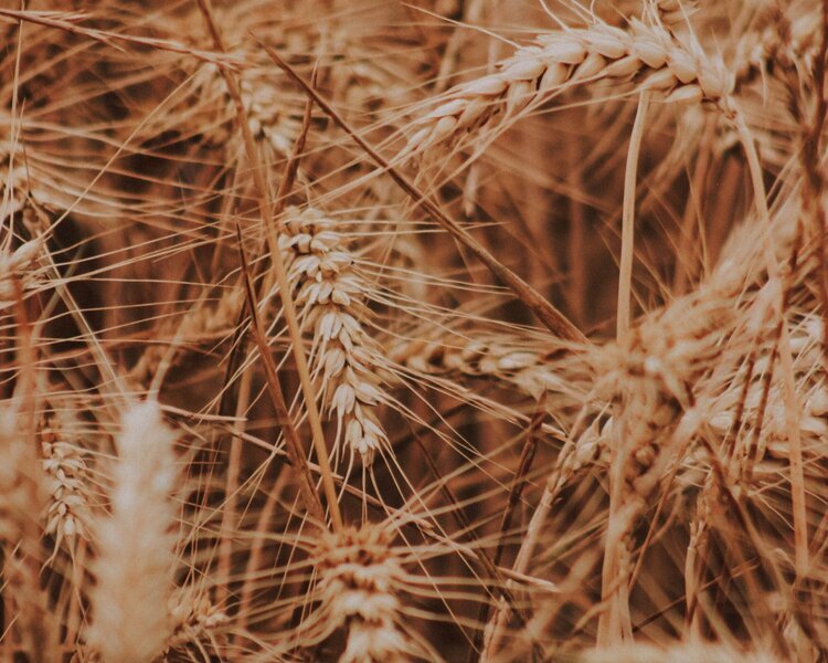 PRODUCTION OF BARLEY