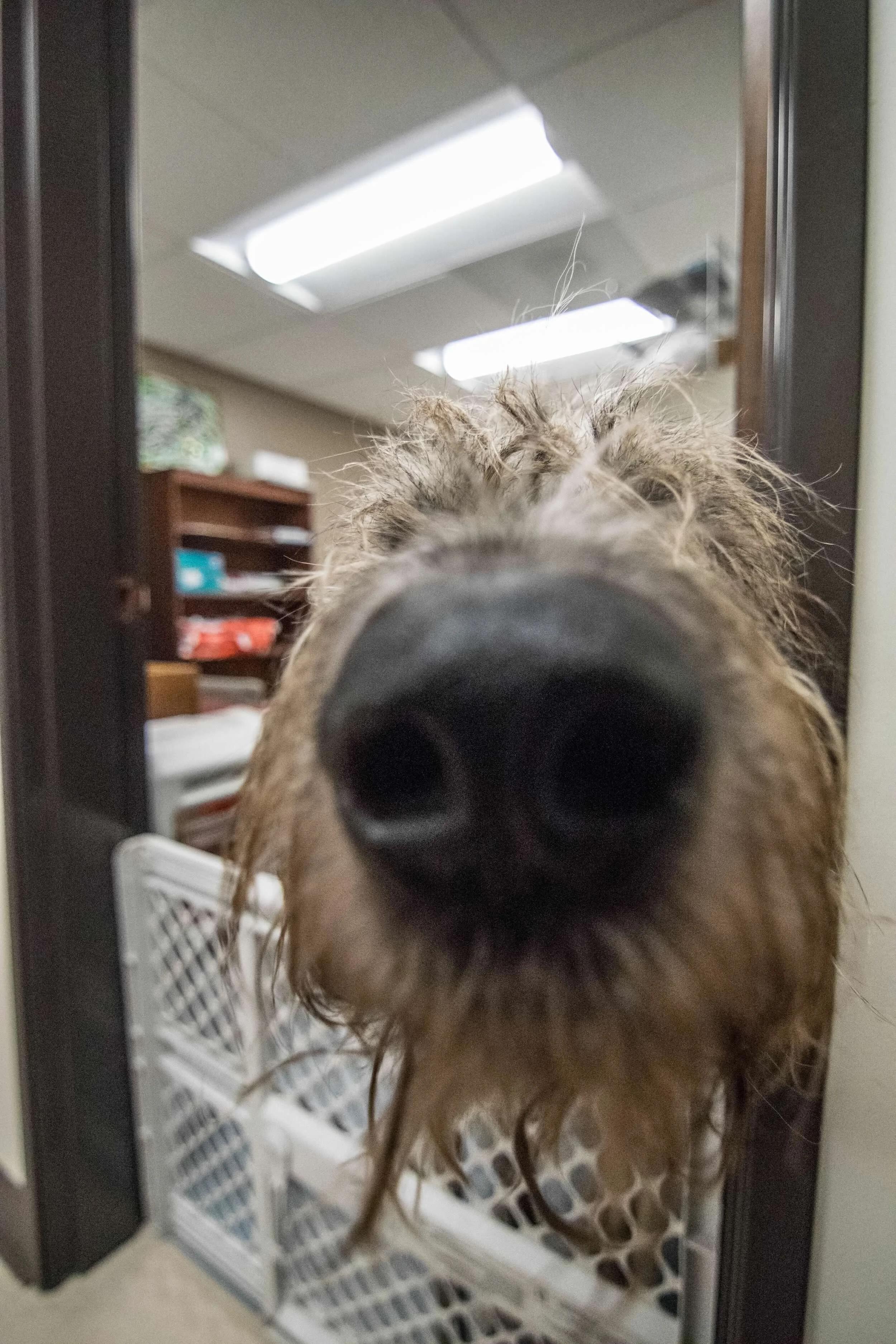 Emergency Veterinary Clinic of Tualatin — Pacific Crest Structures