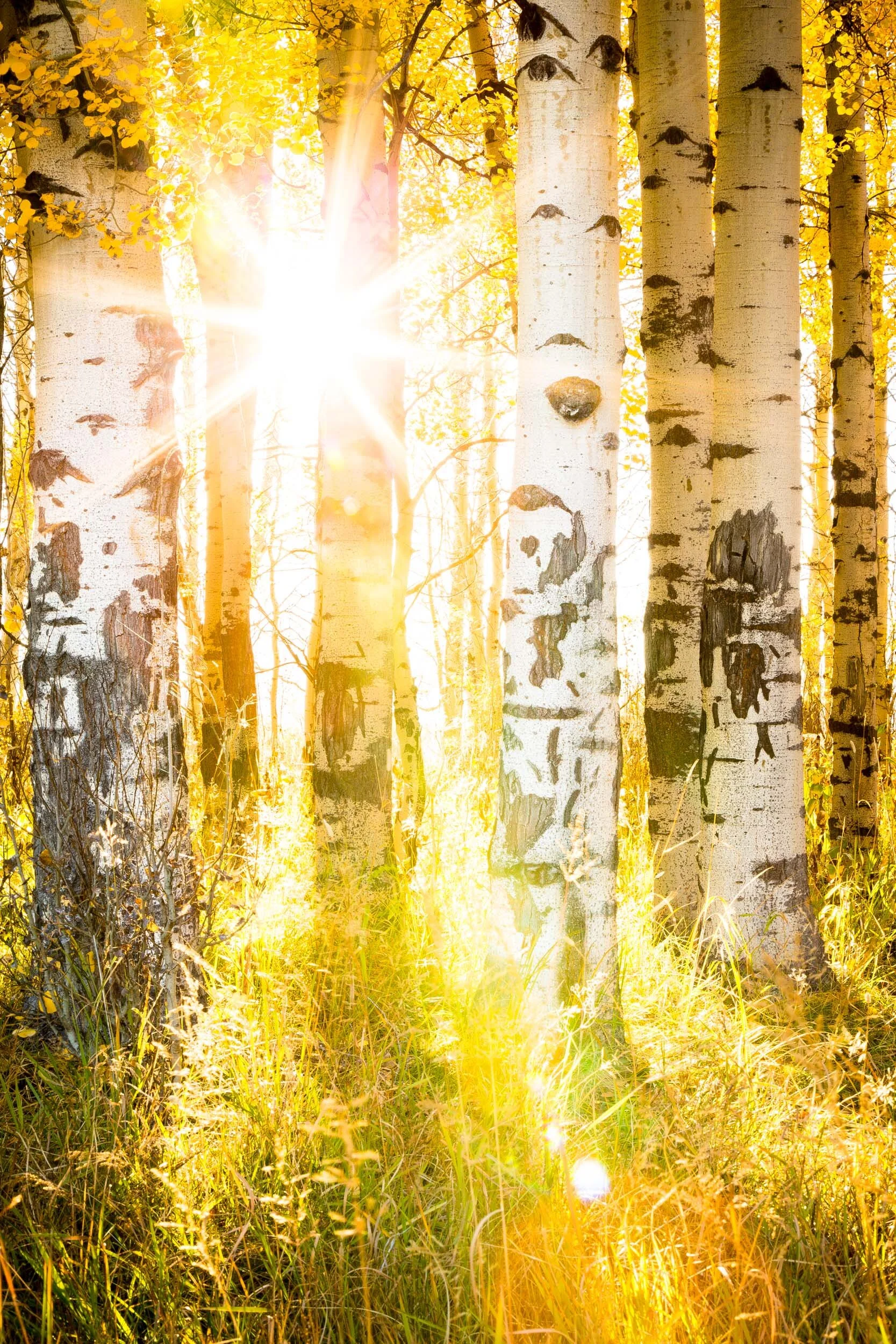 Standing In The Shadows of Giants