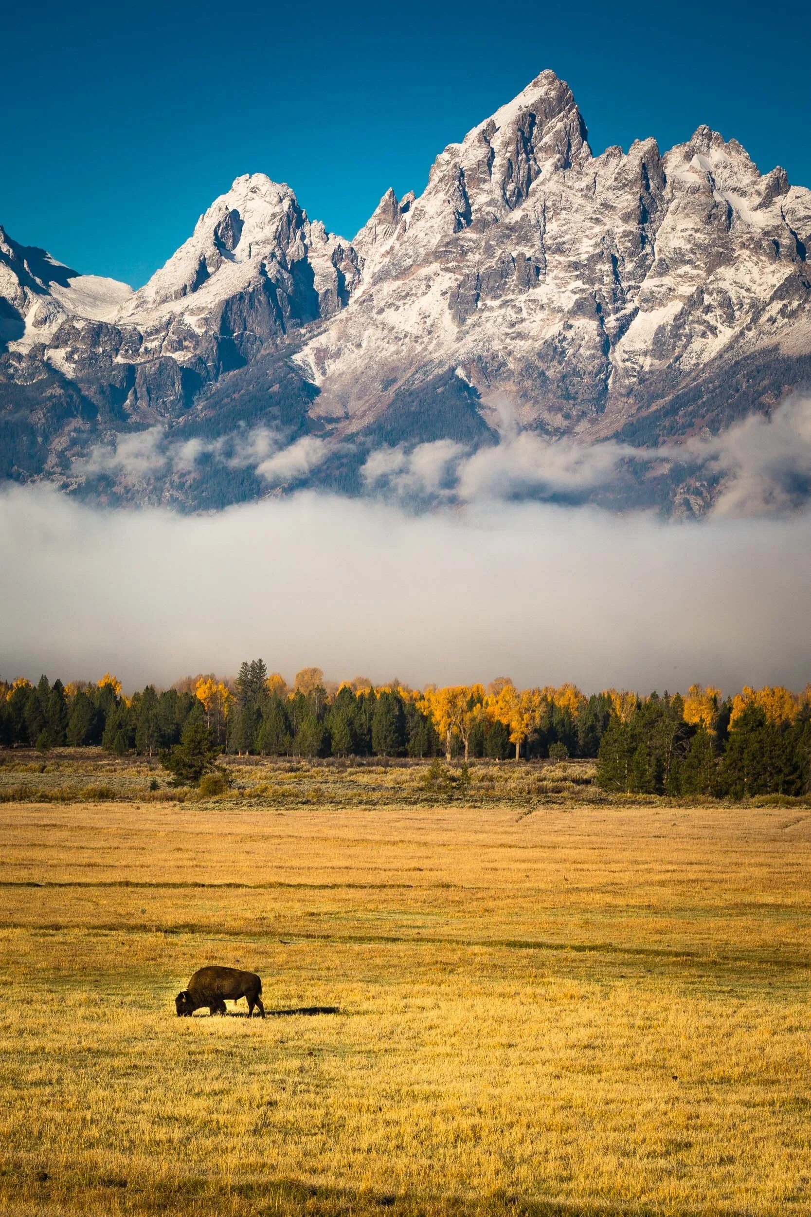 Where The Buffalo Still Roam