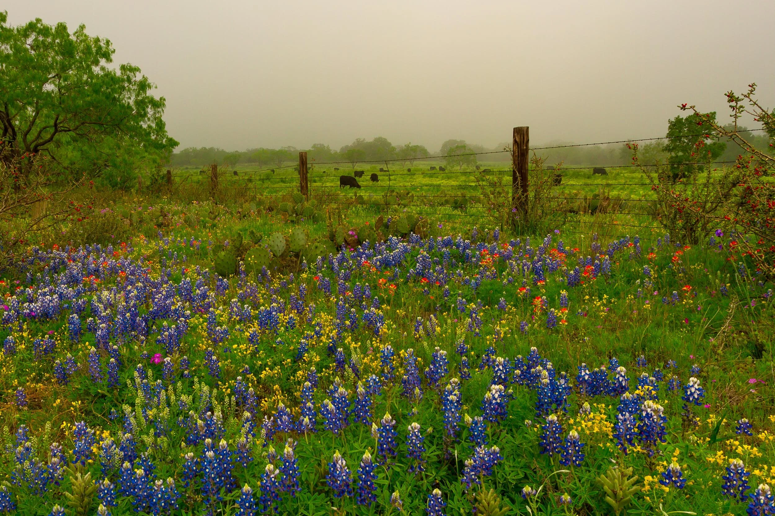 Even Black Cows Get The Blues