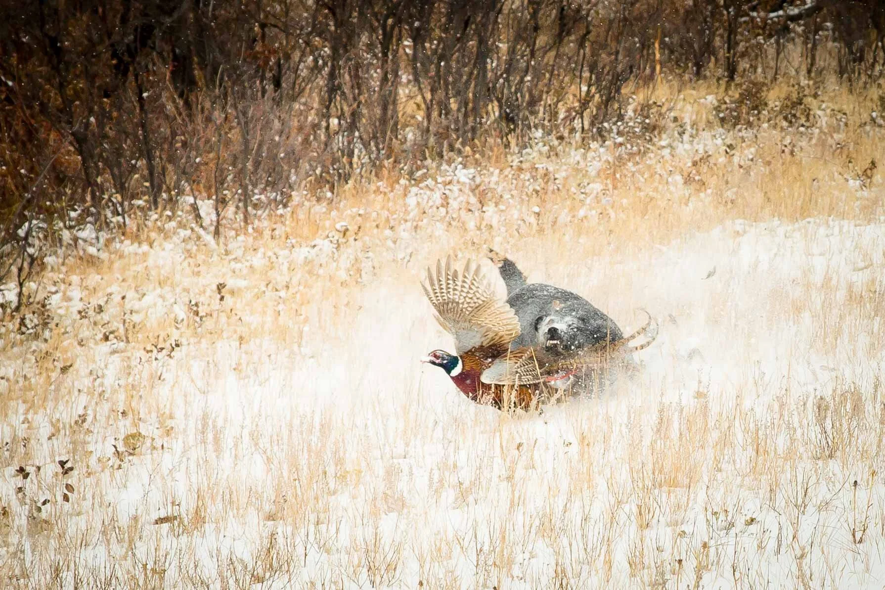 Maddie the Mauler.jpg