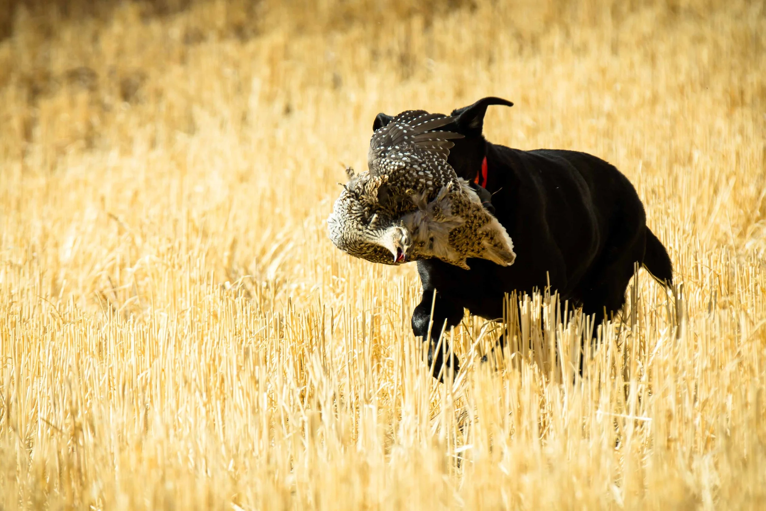 The Original Cosmic Combo 1.jpg