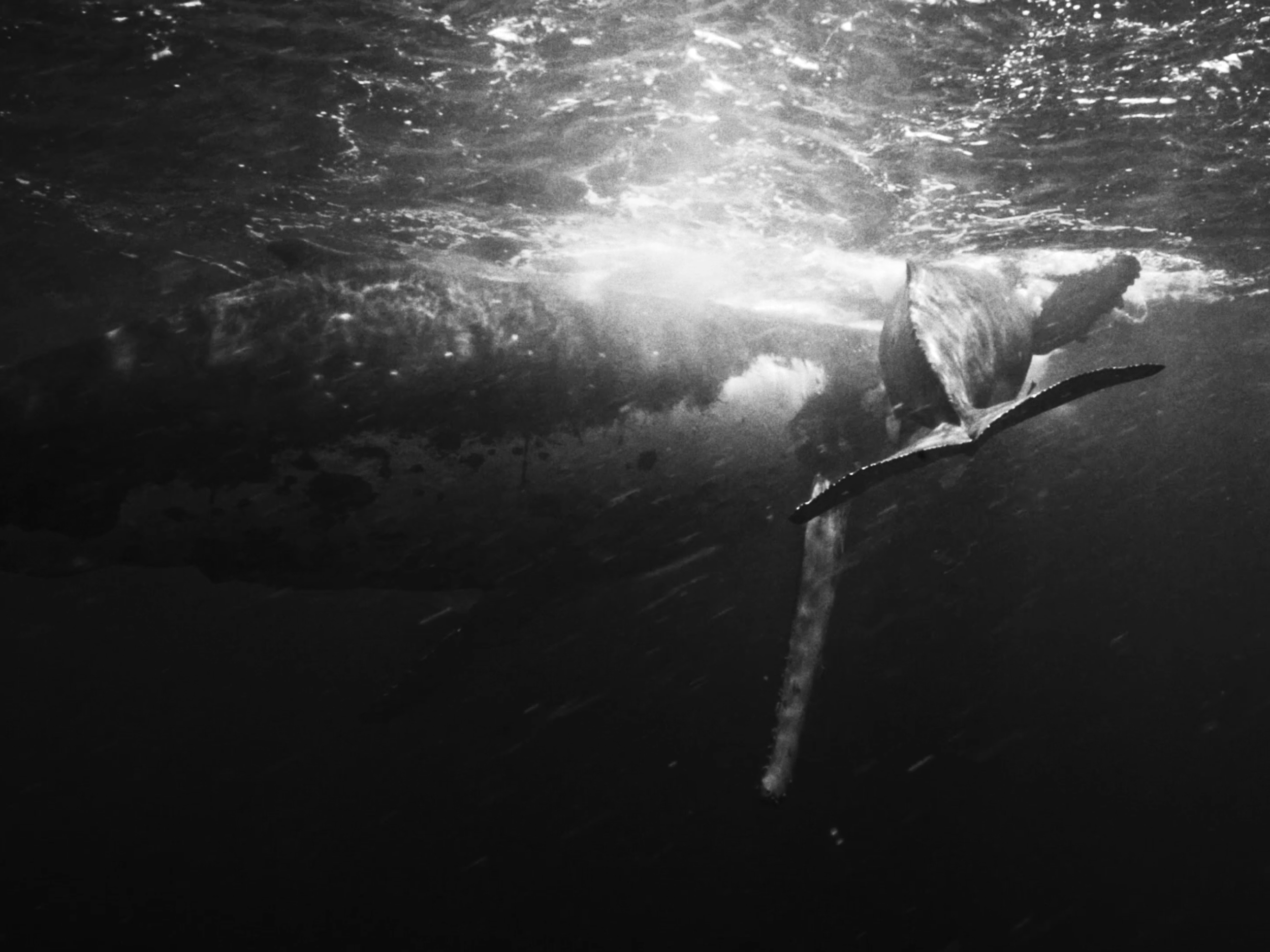 underwater footage from antílope