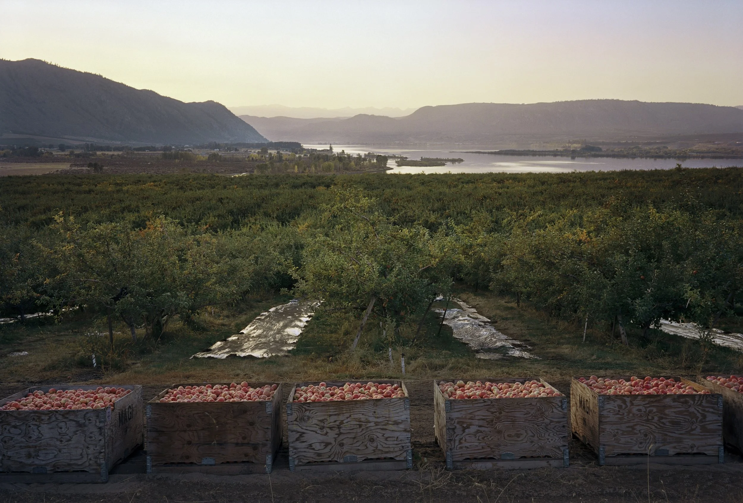 photo of a field with apple crates at the forefront and mountains in the background