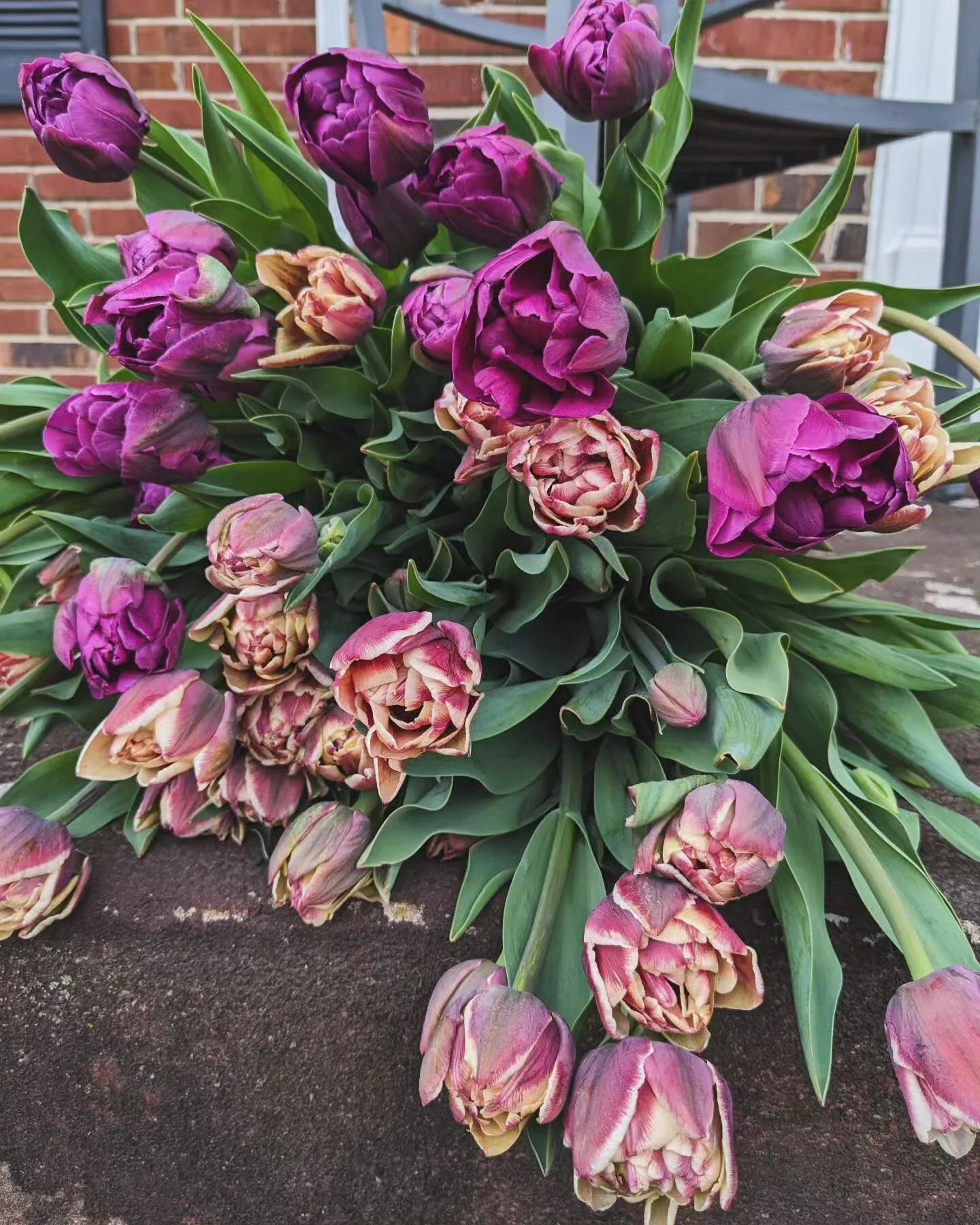 Macklind Market — HareandBearco