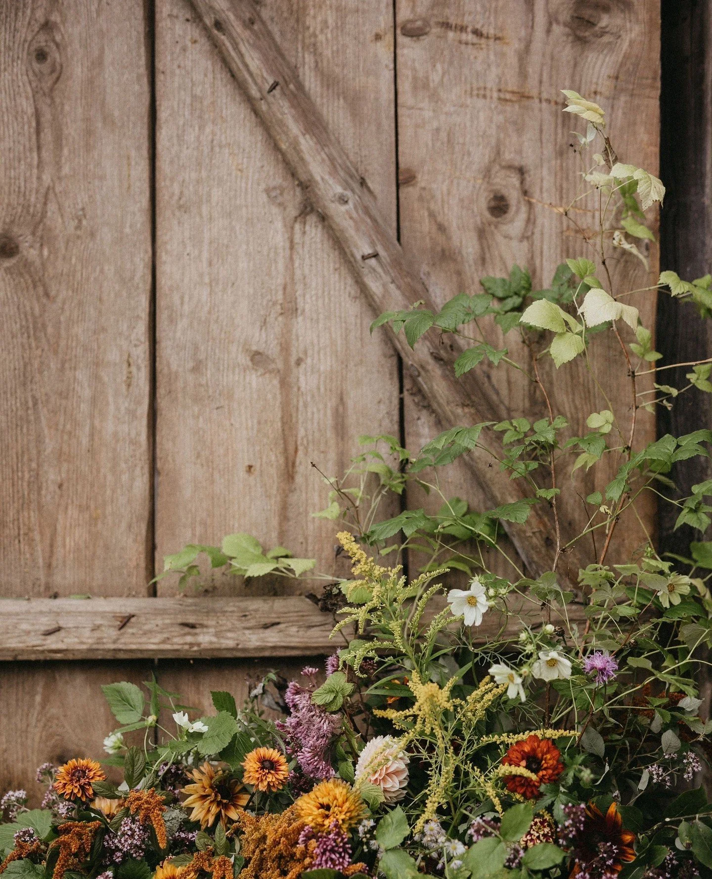 Macklind Market — HareandBearco