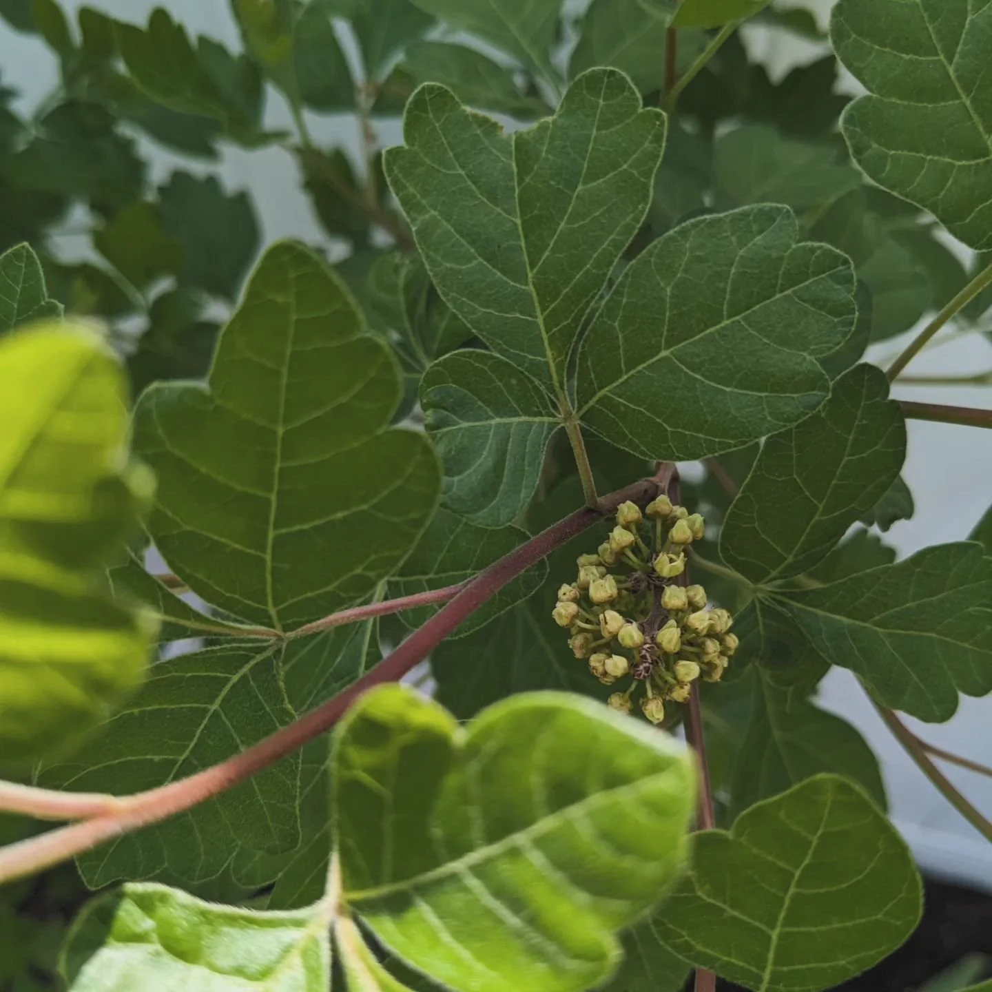 Macklind Market — HareandBearco