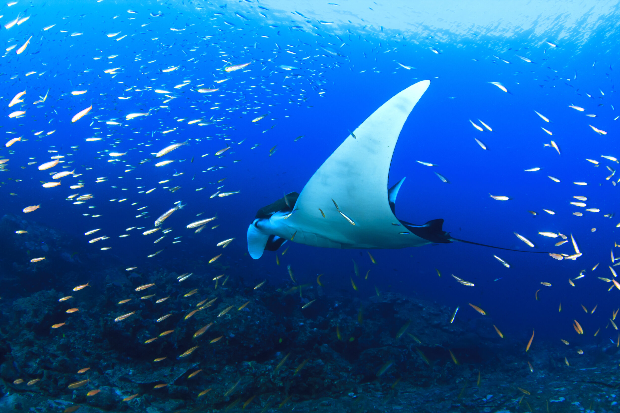 What is a Manta Ray? Facts and Information