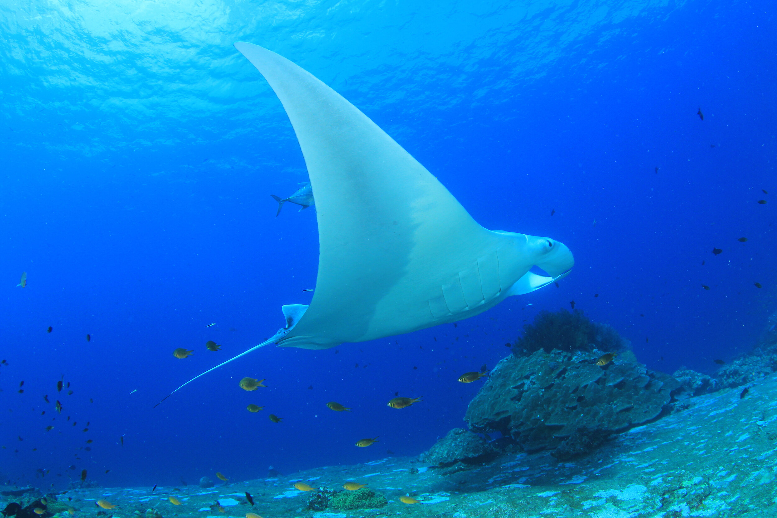 Swim with Manta Rays Best Encounters & Where to See Them