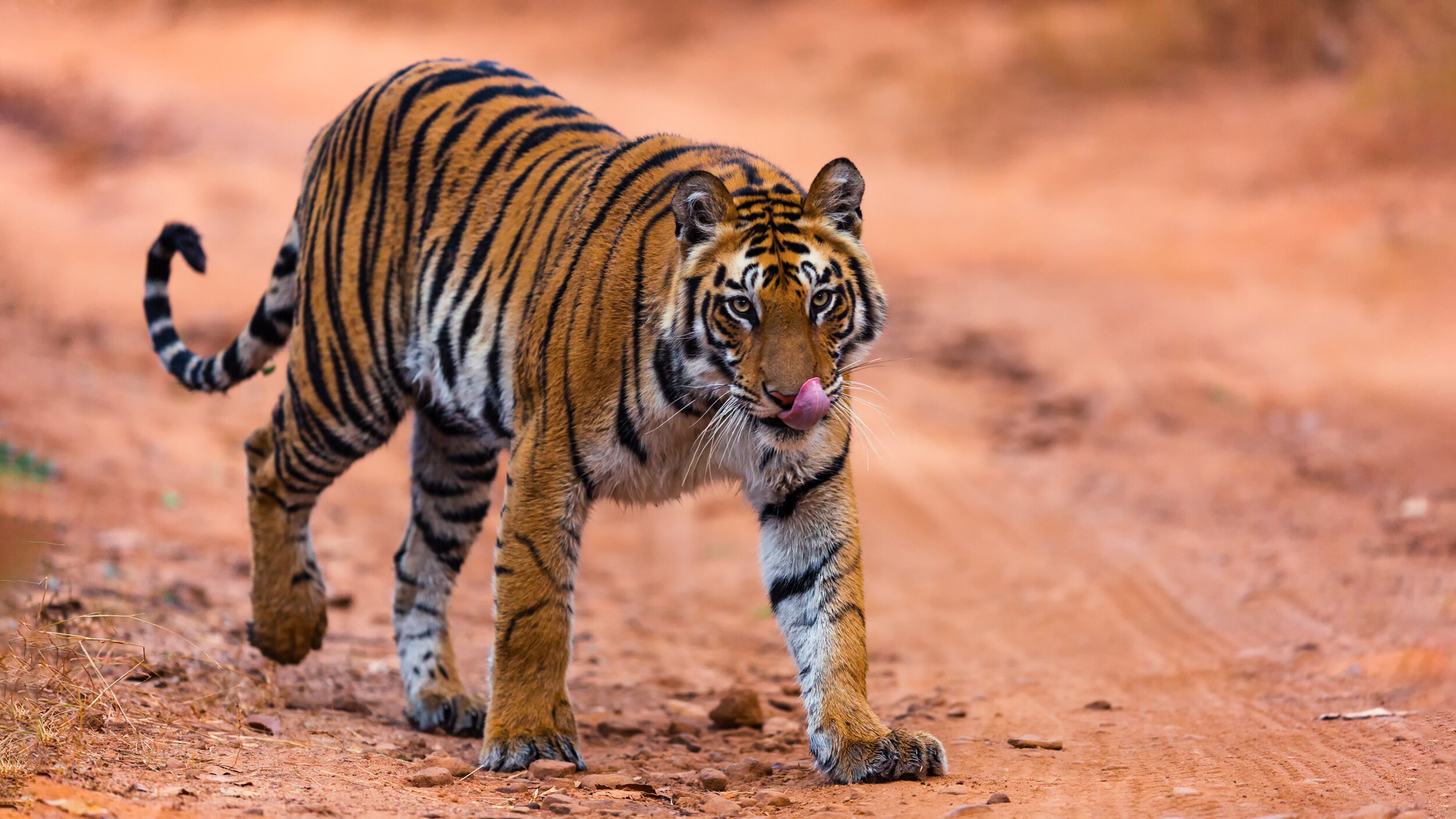 Bengal Tiger, The Animal Facts