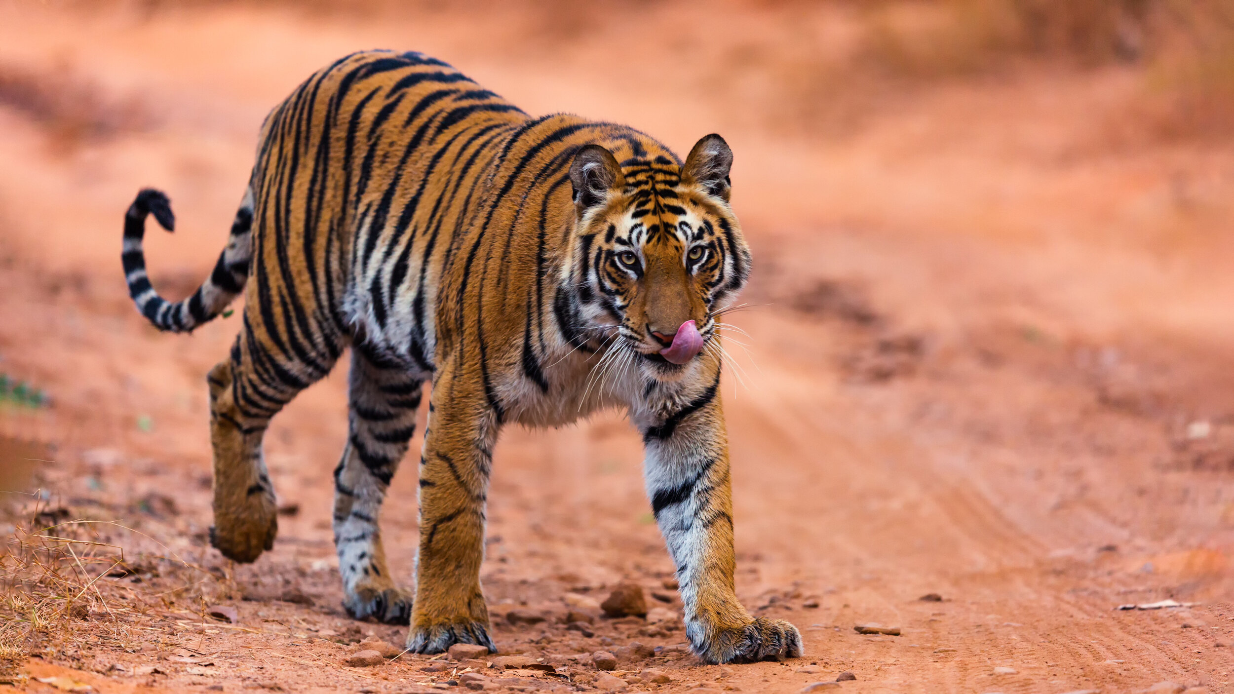 Do Tigers Have Predators? - Learn About Nature