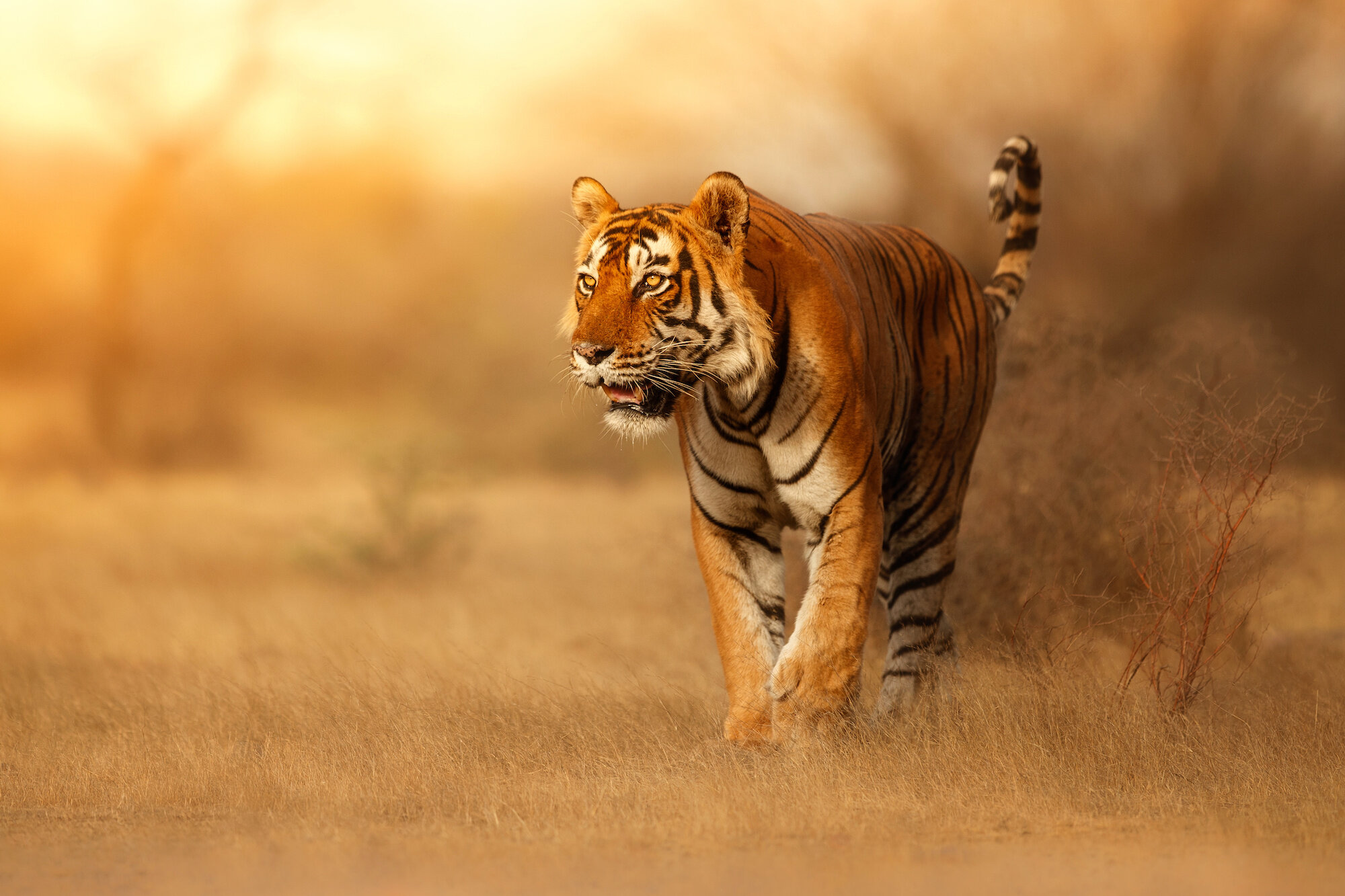 Tiger Conservation Status and Statistics