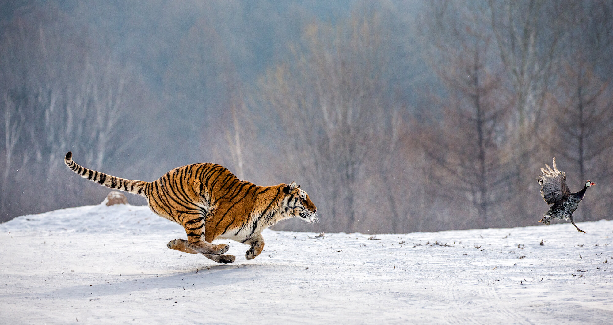 Save the Tiger! How to Help Wild Tigers