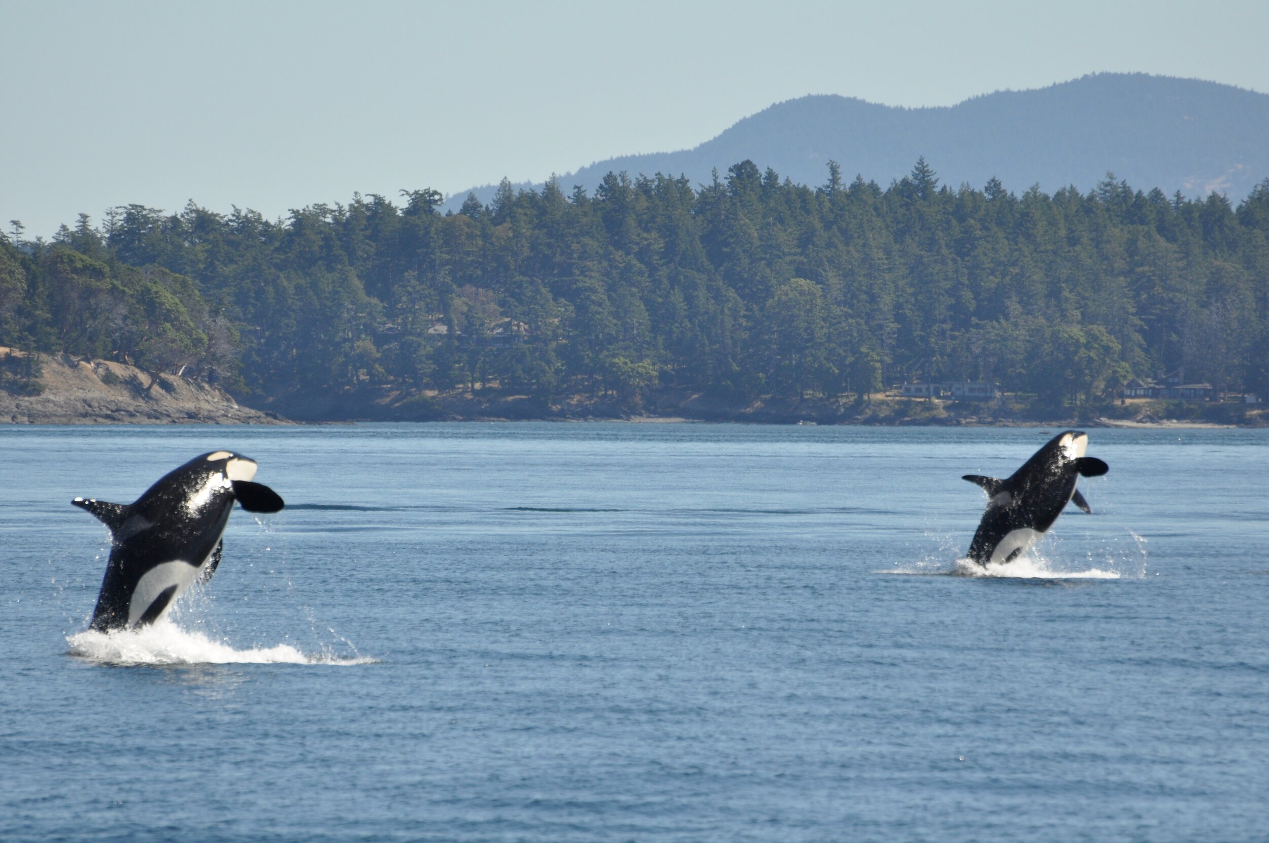 killer whale eating seal