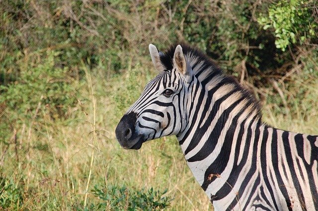 Top 10 African Safari Animals & Where You'll See Them