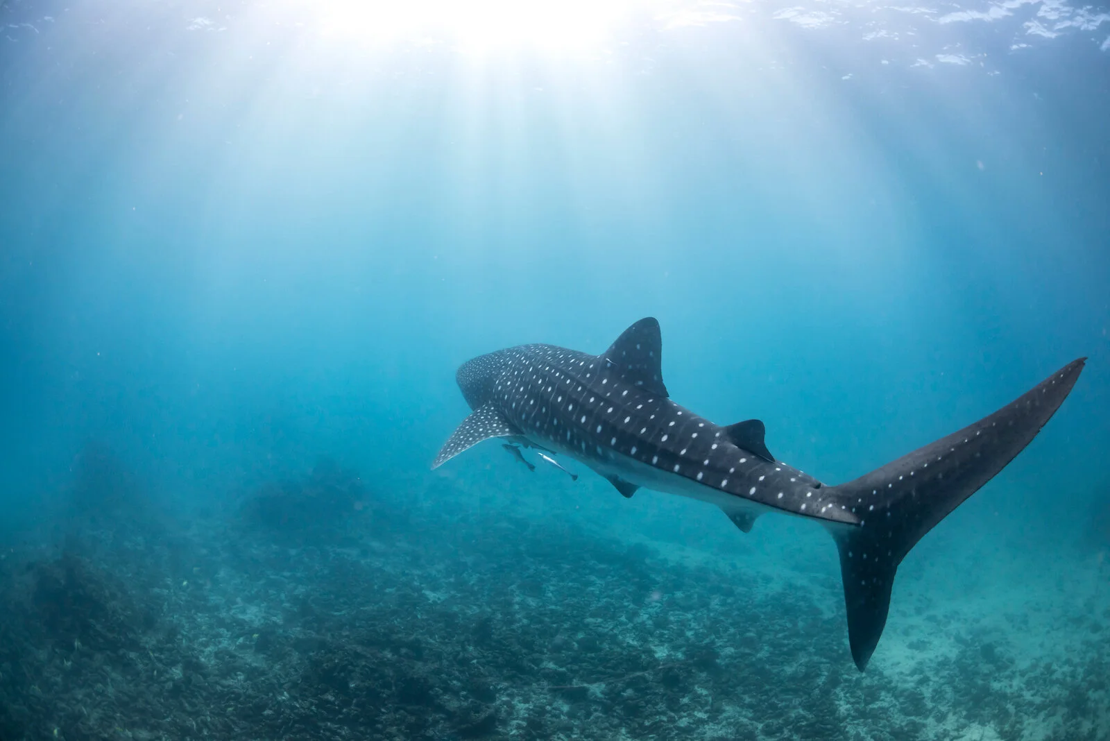 Ningaloo Reef: Ultimate Guide for Divers & Snorkelers