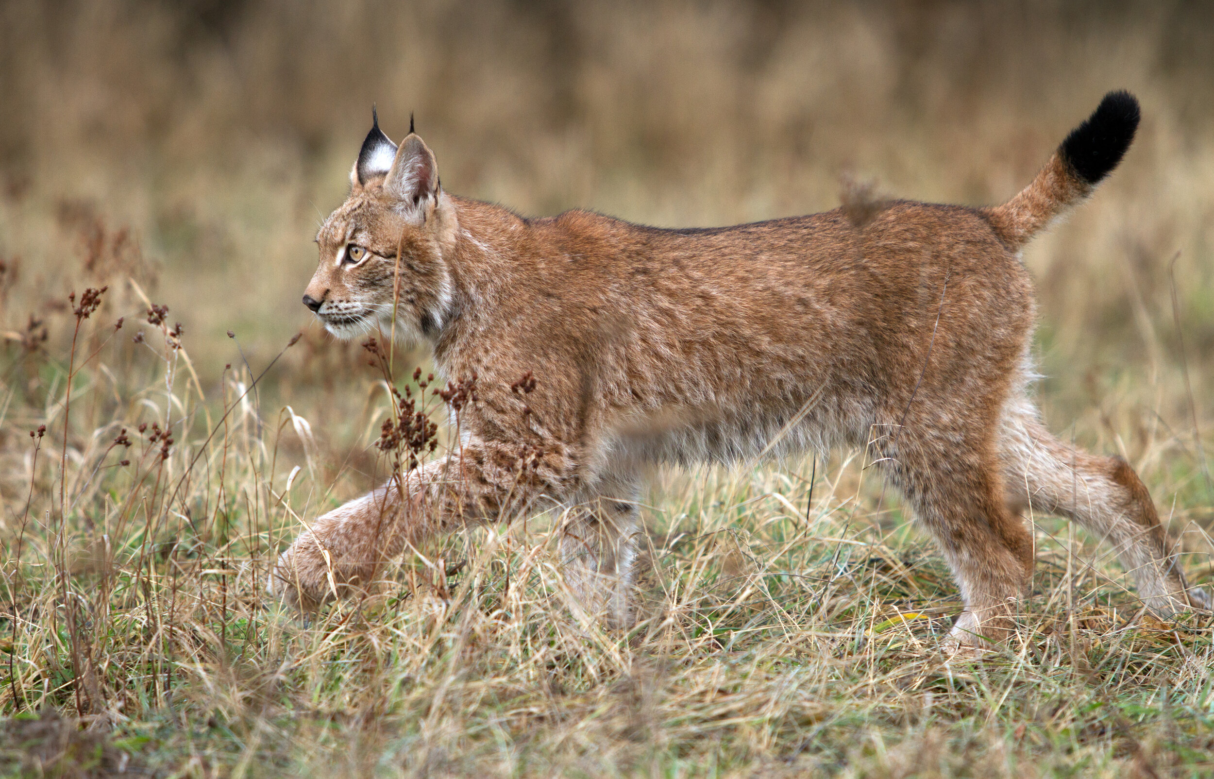 Big Cats in the UK: Reintroducing the Lynx