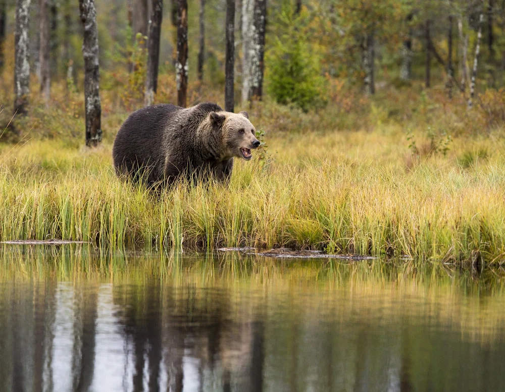 Wildlife Holidays in Europe: Top European Animal Encounters