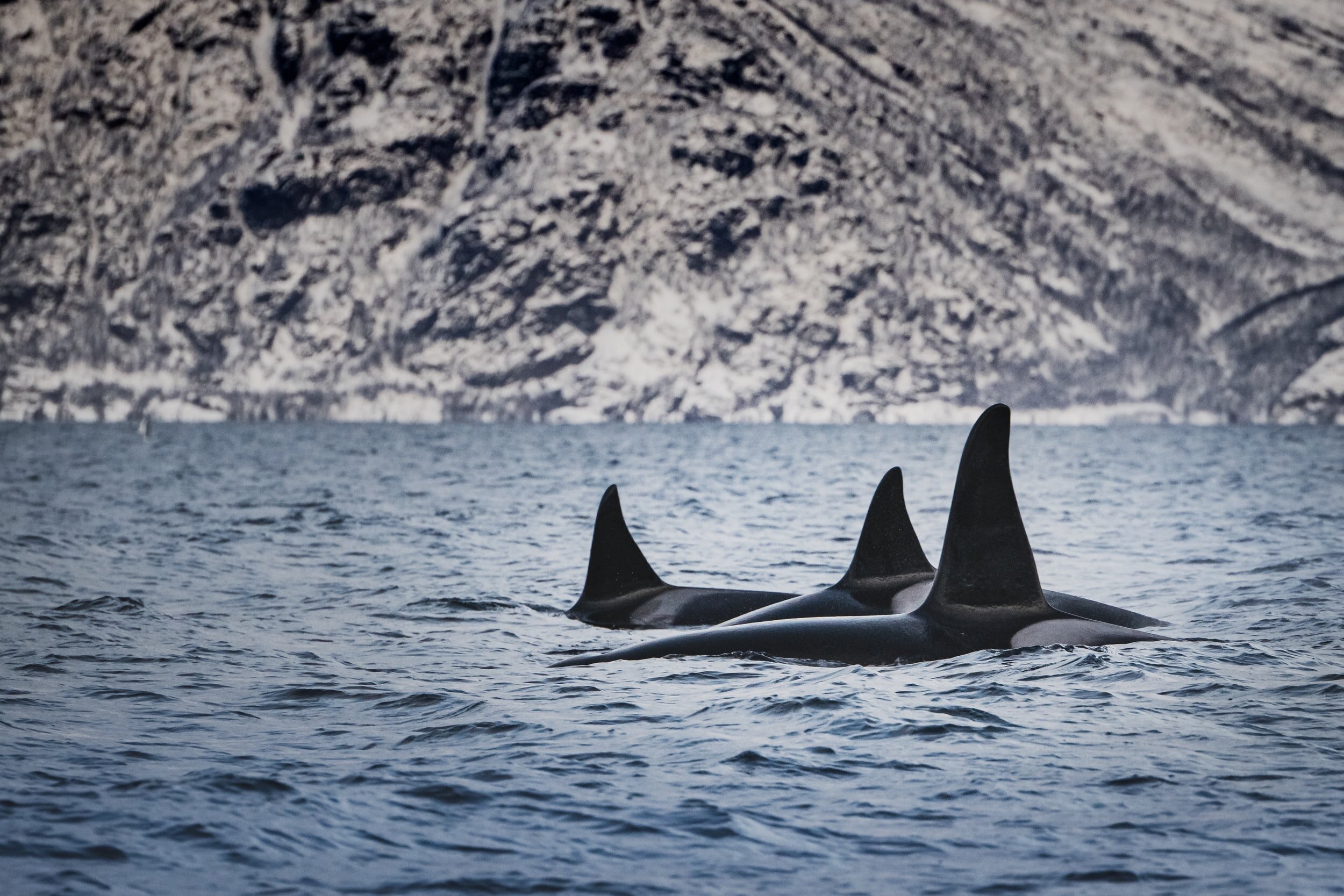 killer whale cruise norway