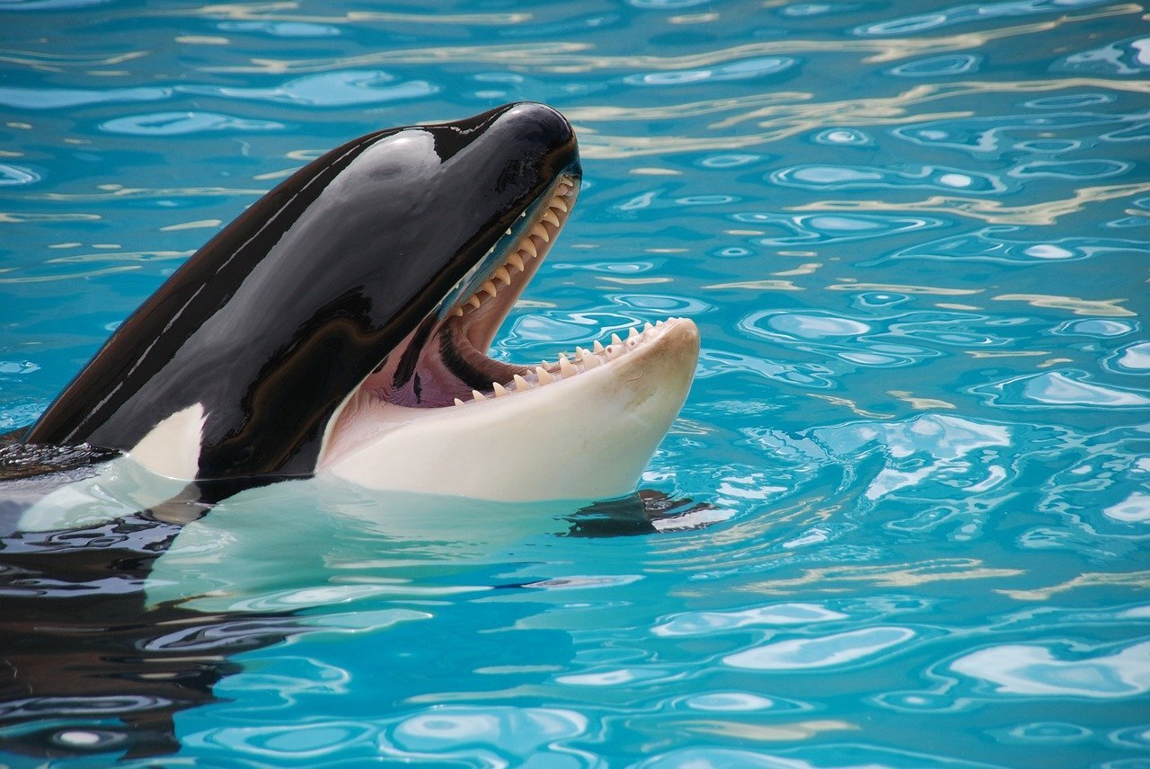 Killer Whales in Captivity: The Current State of Orca Captivity