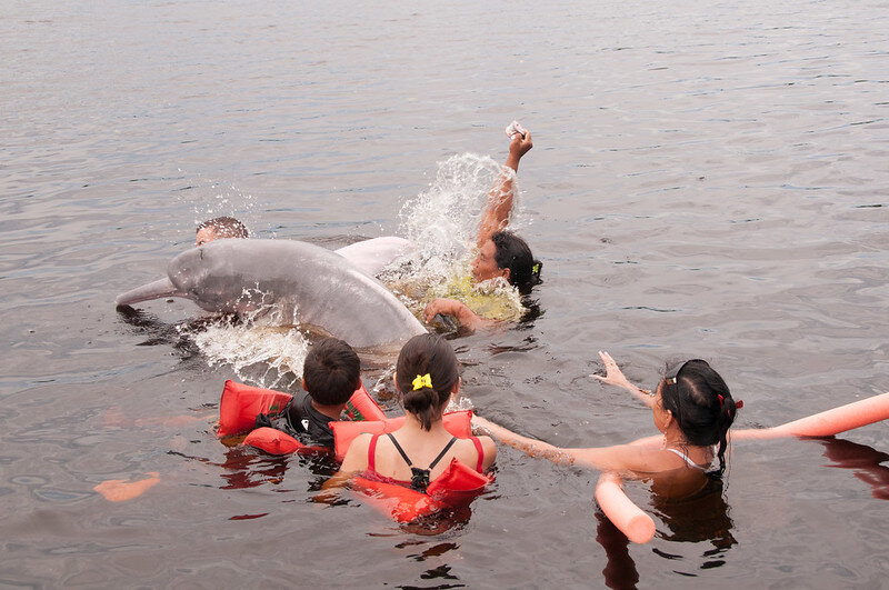 Pink Dolphins Your Definitive Guide To Amazon River Dolphins