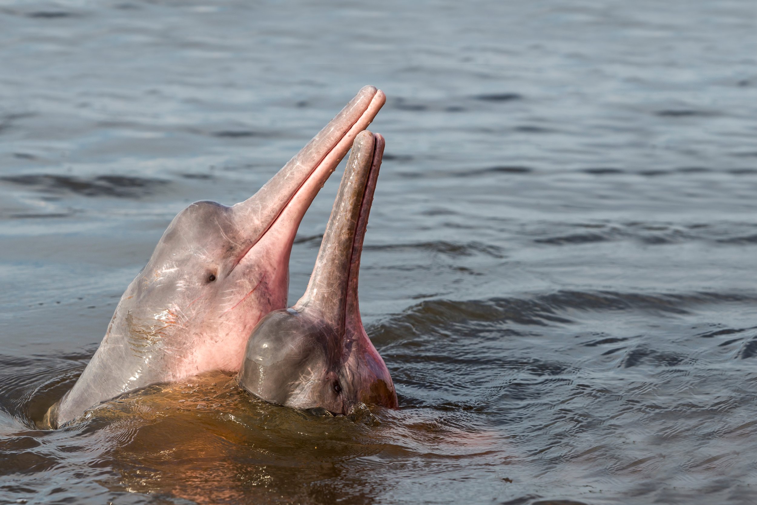 Pink Dolphins: Your Guide to the Amazon River's Boto Dolphin