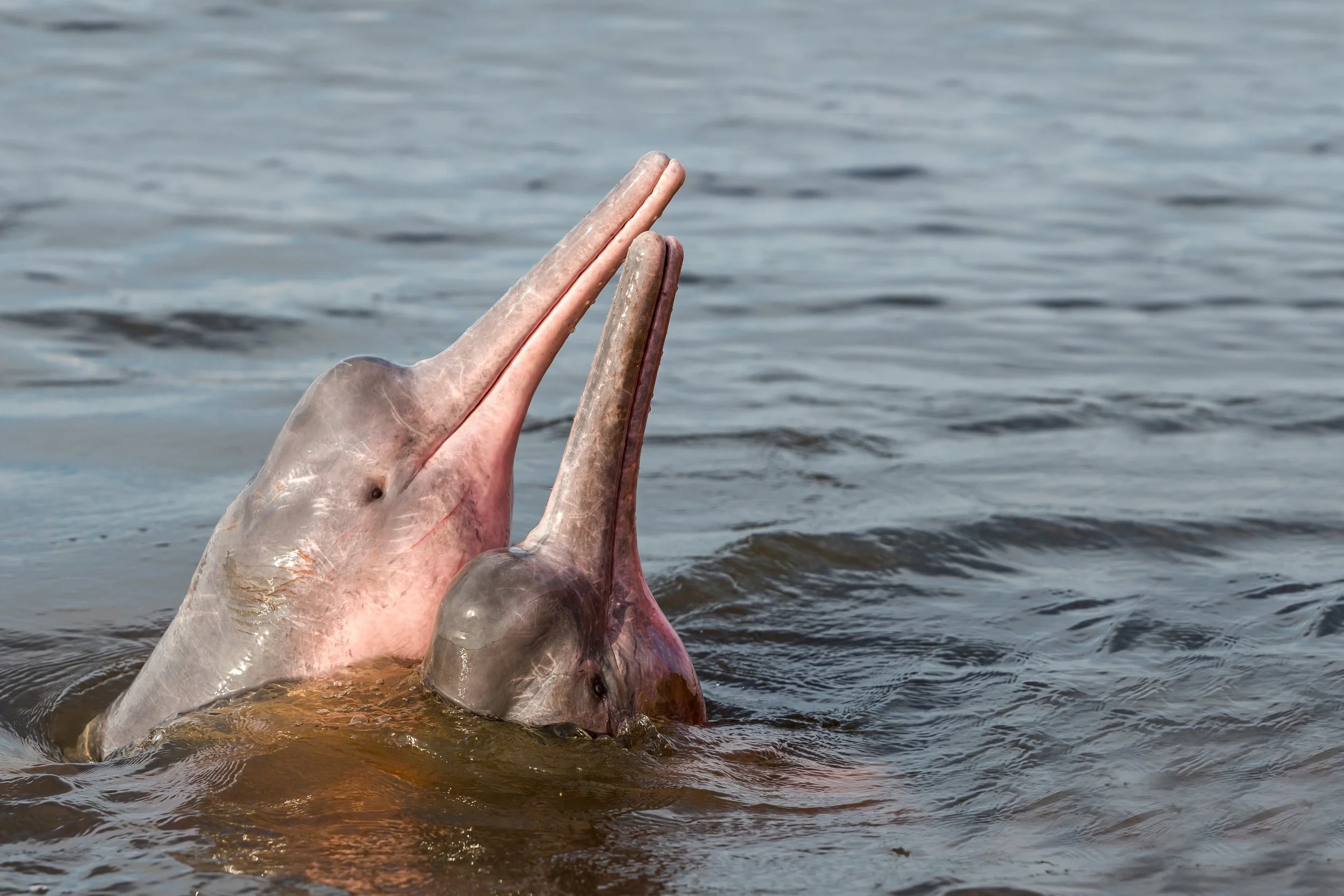 Pink Dolphins Your Guide To The Amazon River s Boto Dolphin