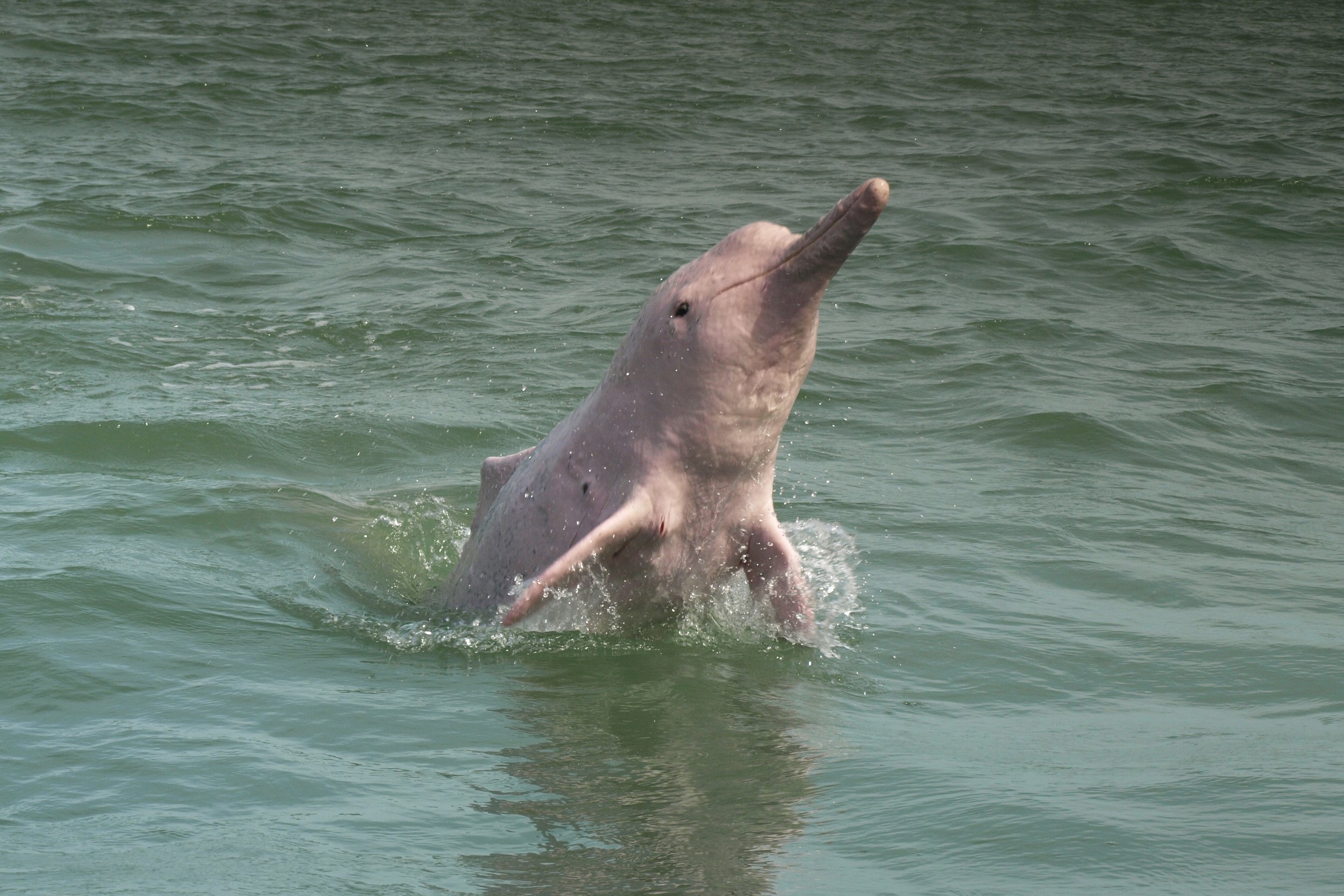Pink Dolphins Your Guide To The Amazon River S Boto Dolphin