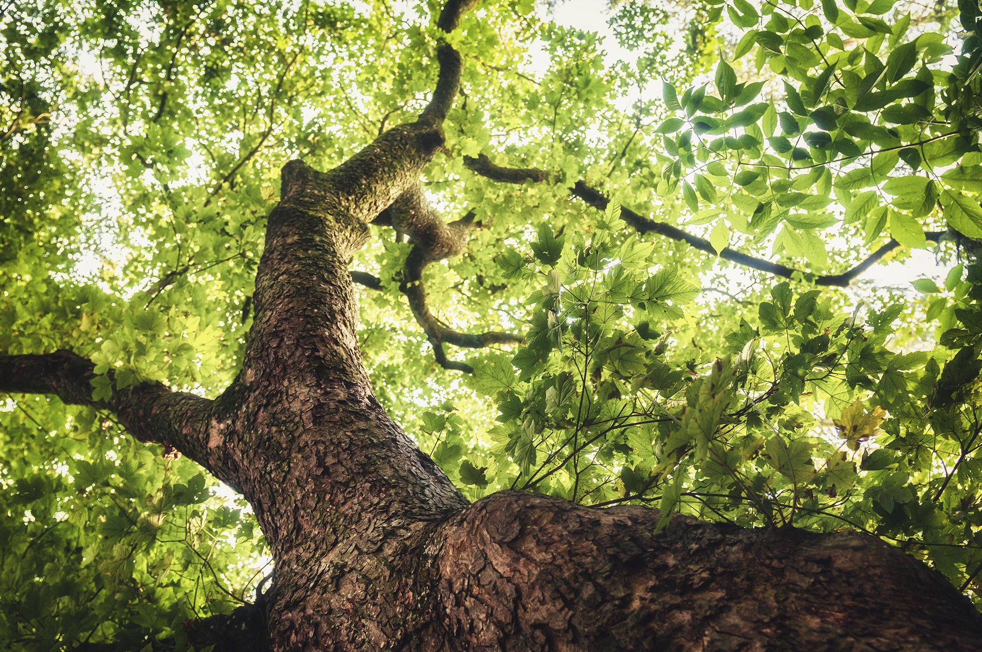 FOLIAGE CROWNING BY JENNiFER VAHLBRUCH