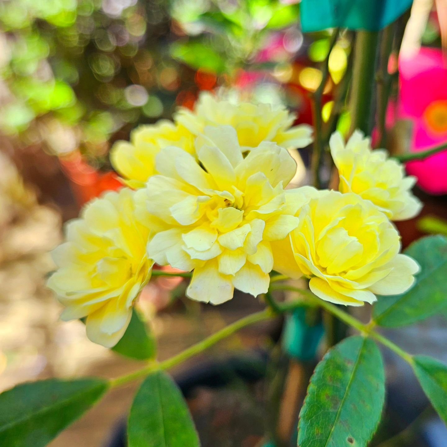 Lady Banks Rose in all her glory! Thornless, drought tolerant and cold hardy. She makes for a no fuss dramatic display. Just starting to go into bloom, come snag one! 😊
🌿
💜
🌿
#ladybanksrose #yellowrose #thornlessrose #ncgardens #ncgardencenters #