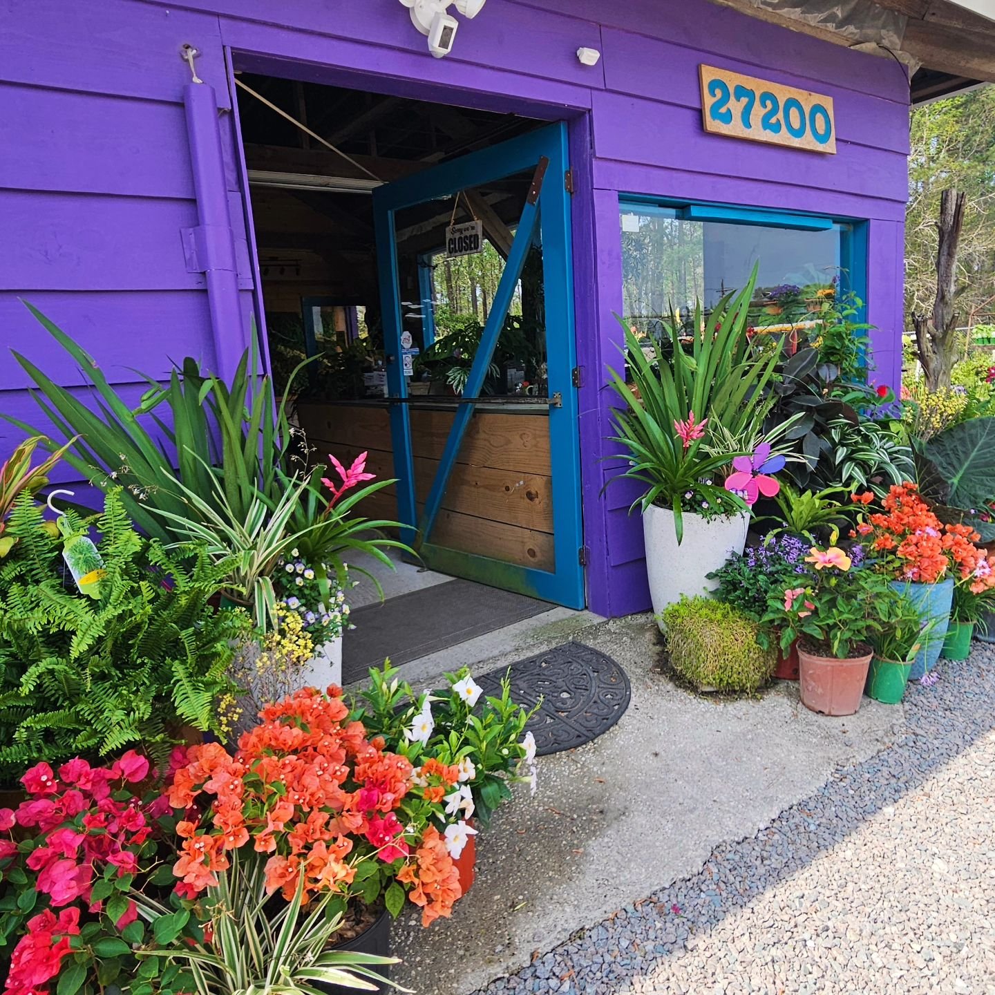 Monday has passed, the weather is just AMAZING and we're OPEN! What more could you ask for?! Get in here!
💜
🌿
💜
#ncgardencenter #beautifulgardens #shoplocalnc #ncplants #tropicalflowers #purplepepperplantshop