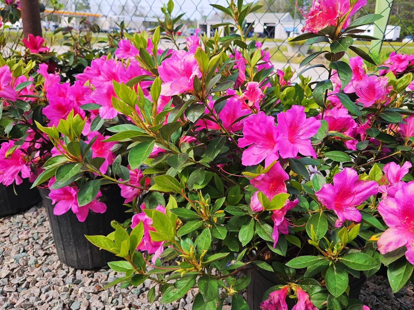 There's just so many things to post that I don't know where to begin! 😂 You just gotta get out here!! Tuesday-Saturday 10am-5pm 
🌿
💜
🌿
#azalea #snapdragons #violas #plantingseason #springplanting #springflowers #ncgardening #ncgardencenter #ncpla