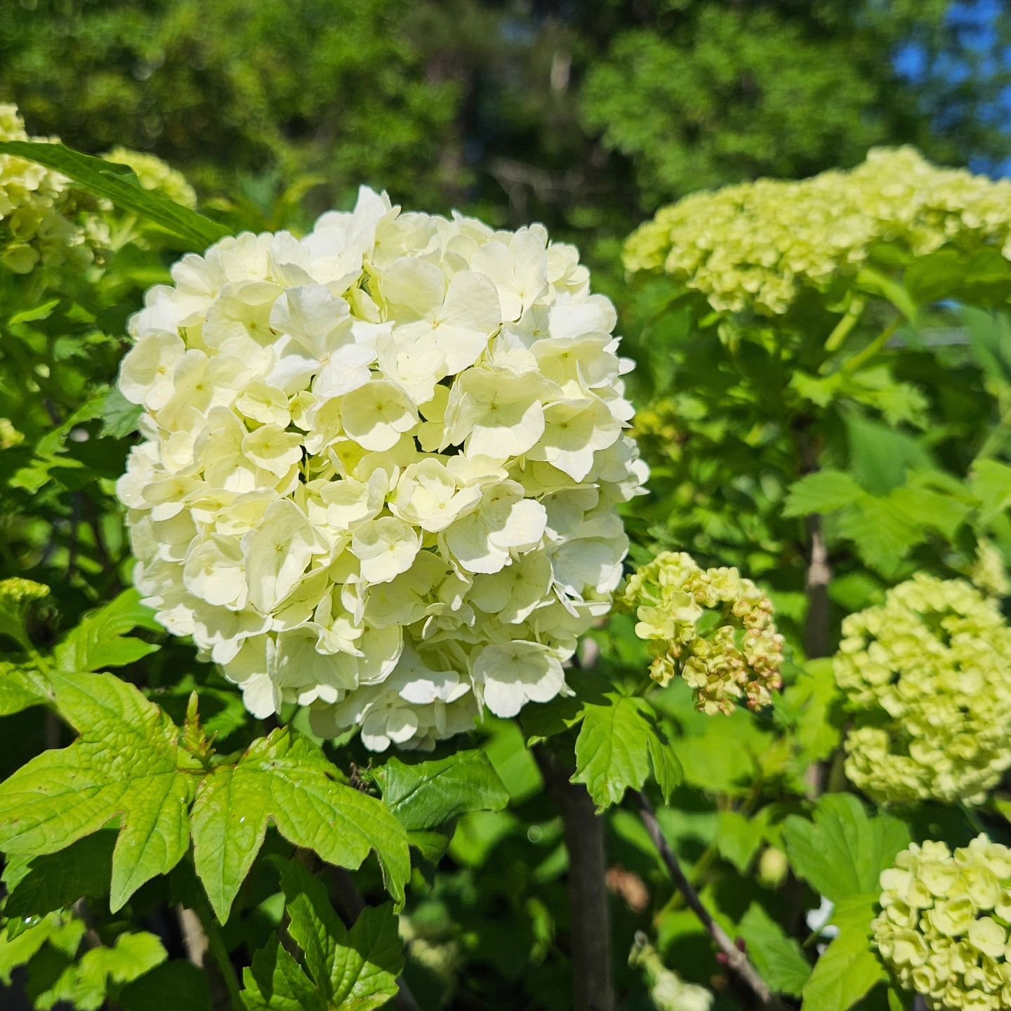 Add a touch of springtime magic to your landscape with the Common Snowball Viburnum! This easy-care shrub explodes with massive, snowball-like white flowers in late spring, creating a stunning focal point in any garden.
 * Showy white snowball flower