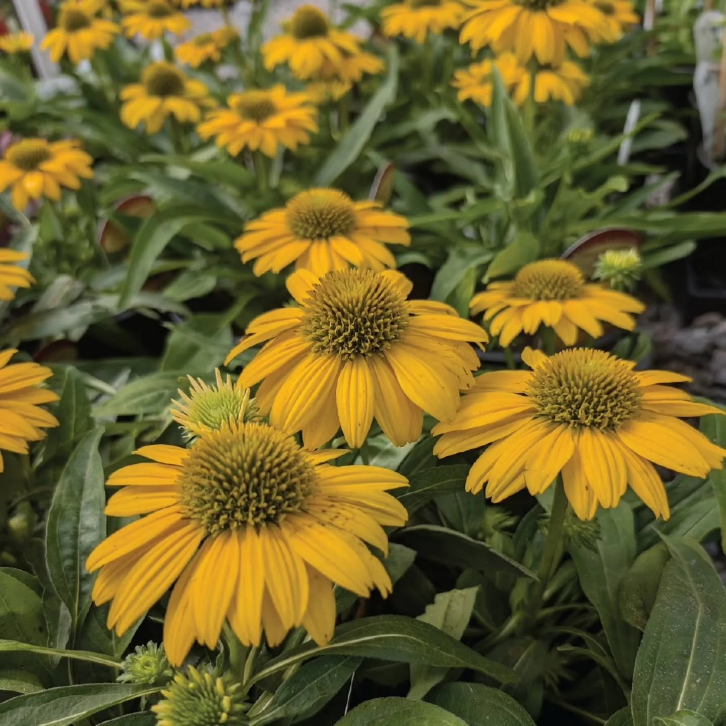 New Arrivals! Available at the shop and the BSL pop-up! 
🌿
#echinacea #ncnativeplants #zone8gardening #fallplants #purplepepperplantshop
