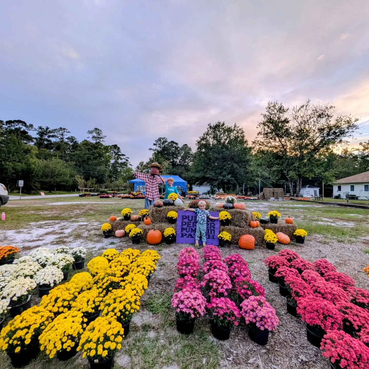 Purple Pepper Pumpkin Patch is OPEN! We have lots of those ugly/cute/warty/funky/carving/pie pumpkins!!! Shop and support local Mums! 🥰 We also have trees, shrubs, perennials, herbs, natives etc. Come see us @kozybeancafe

Pop-Up hours:
Tuesday-Frid