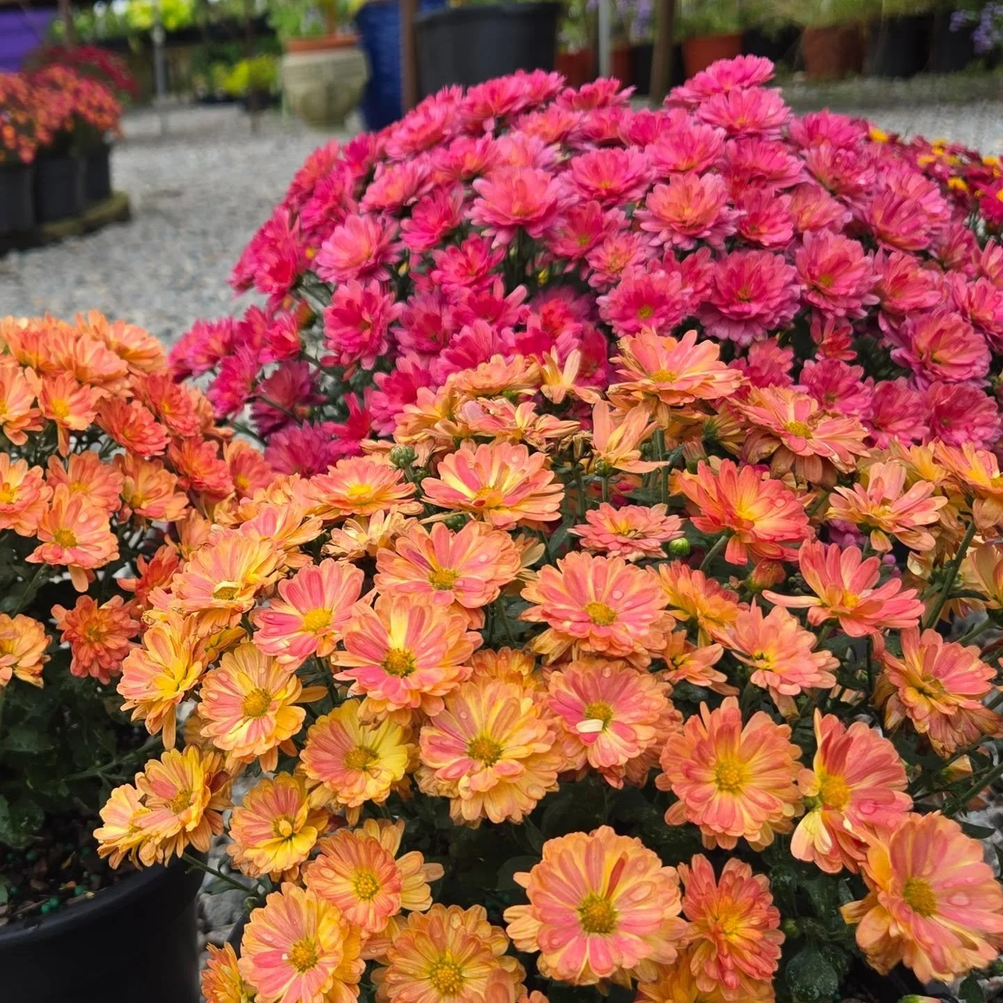 Get Your Fall Color! 50% Off Mums Sale!
​📣 BIG NEWS! It's the perfect time to bring that gorgeous fall color to your home! It's that time, we're offering a massive 50% OFF our bloomed &amp; beautiful, locally grown Mums! That's HALF PRICE for the be