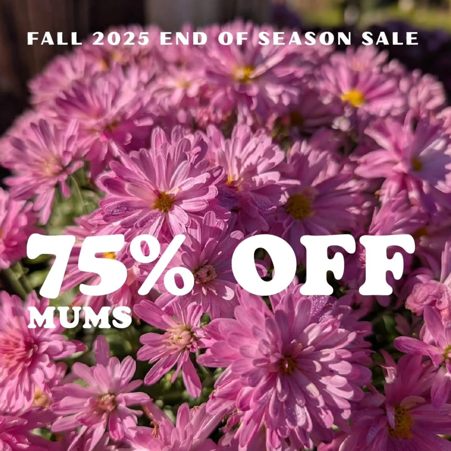 End of season sale is here!!! One day only at the shop and 2 days at the pop-up! Everything is on sale, don't miss out! ๐ฟScroll for sale location & hours information...
Sale Location & Hours
๐The Shop
27200 Andrew Jackson Hwy
Delco, NC 284