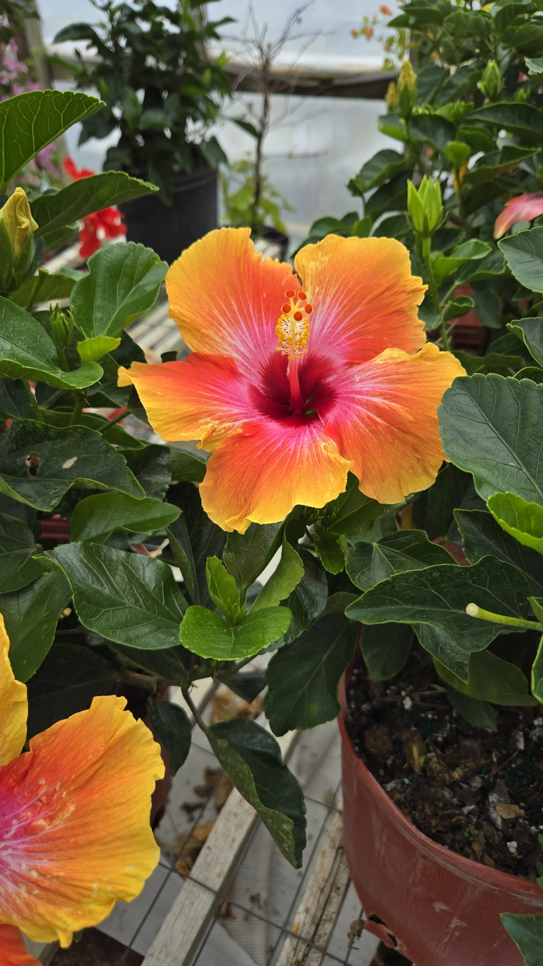 Fiesta Tropical Hibiscus