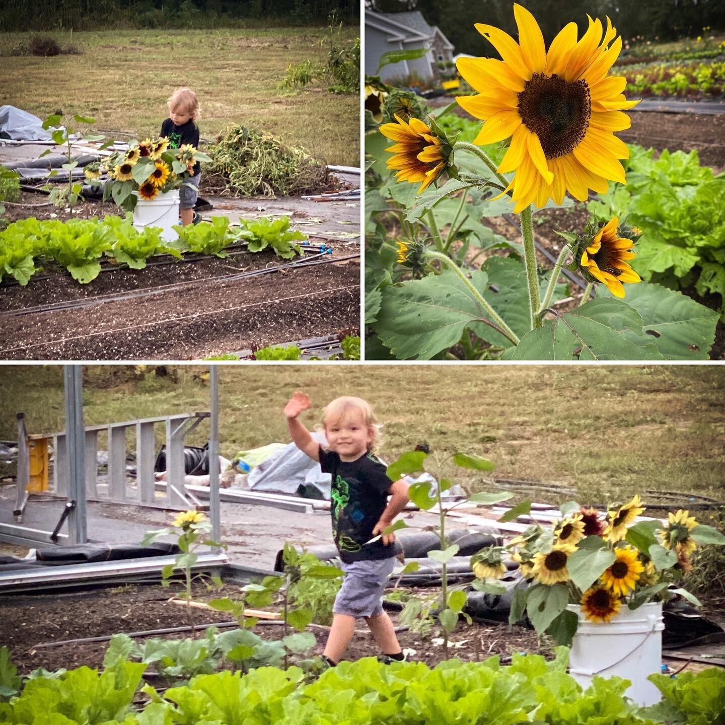 Our Tiny Farmer 👨&zwj;🌾 pouring his love into getting Sunflowers for our market a few weeks ago. 
.
There are times where it&rsquo;s fun and there are times that are tough when raising a little one and starting a new farm. At the end of the day...I